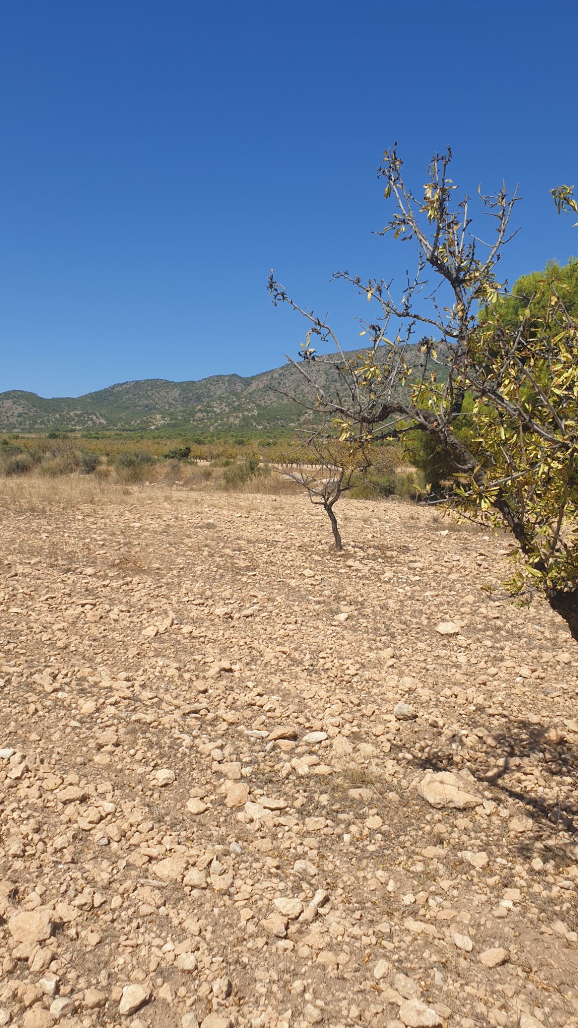 Land i Pinoso, Valencia 10914608