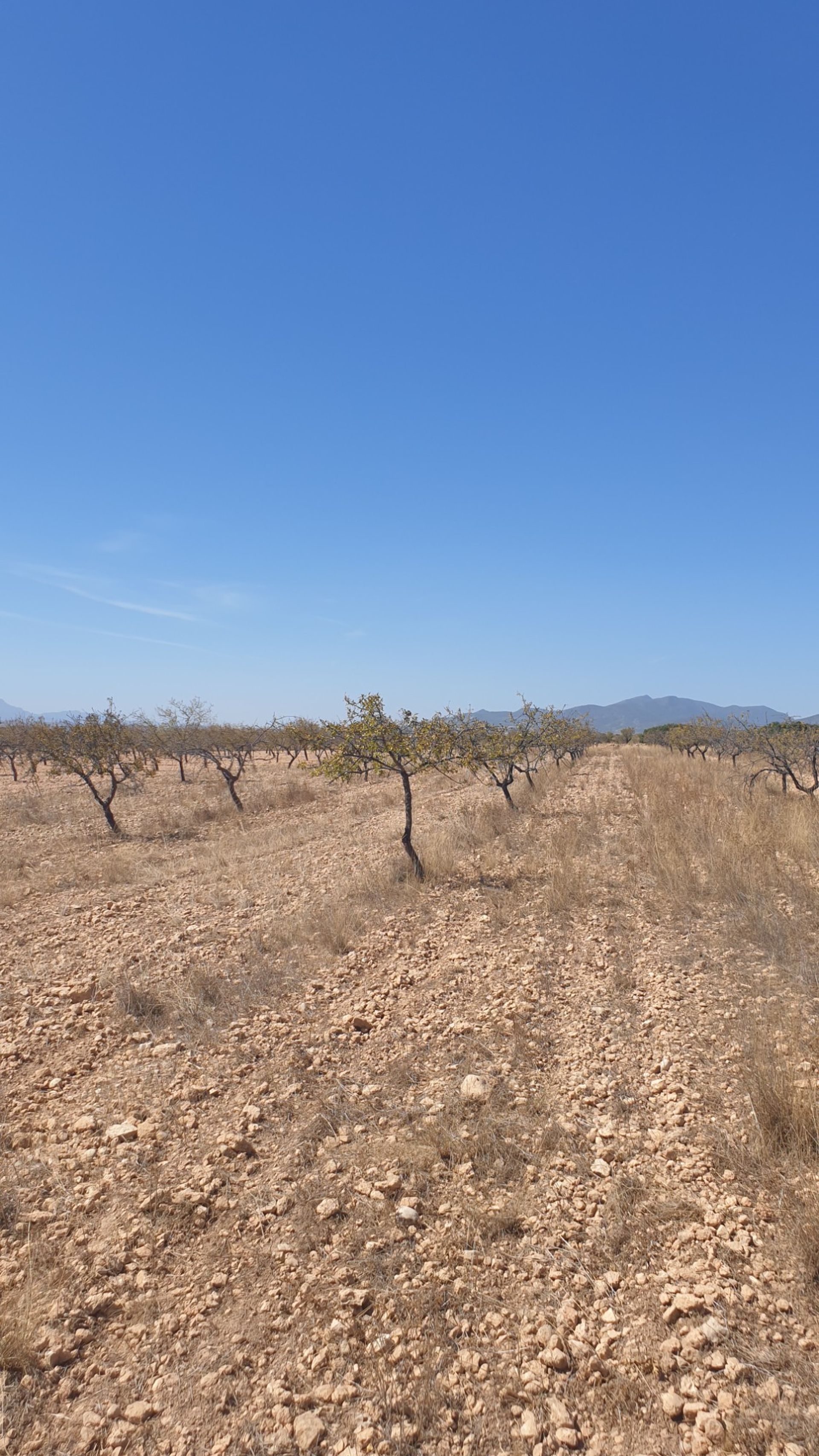 Land i Pinoso, Valencia 10914608