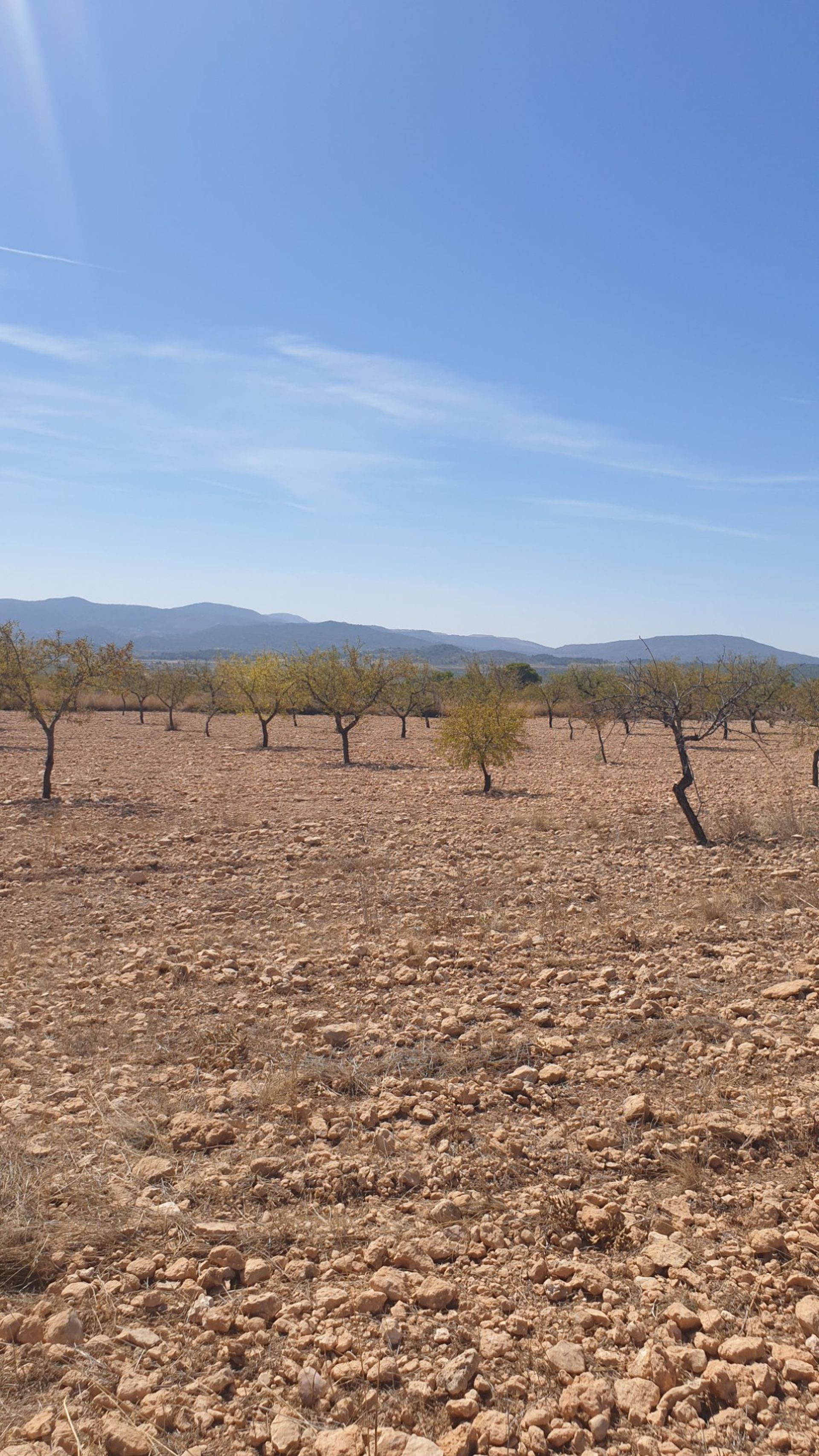 Land i Pinoso, Valencia 10914608