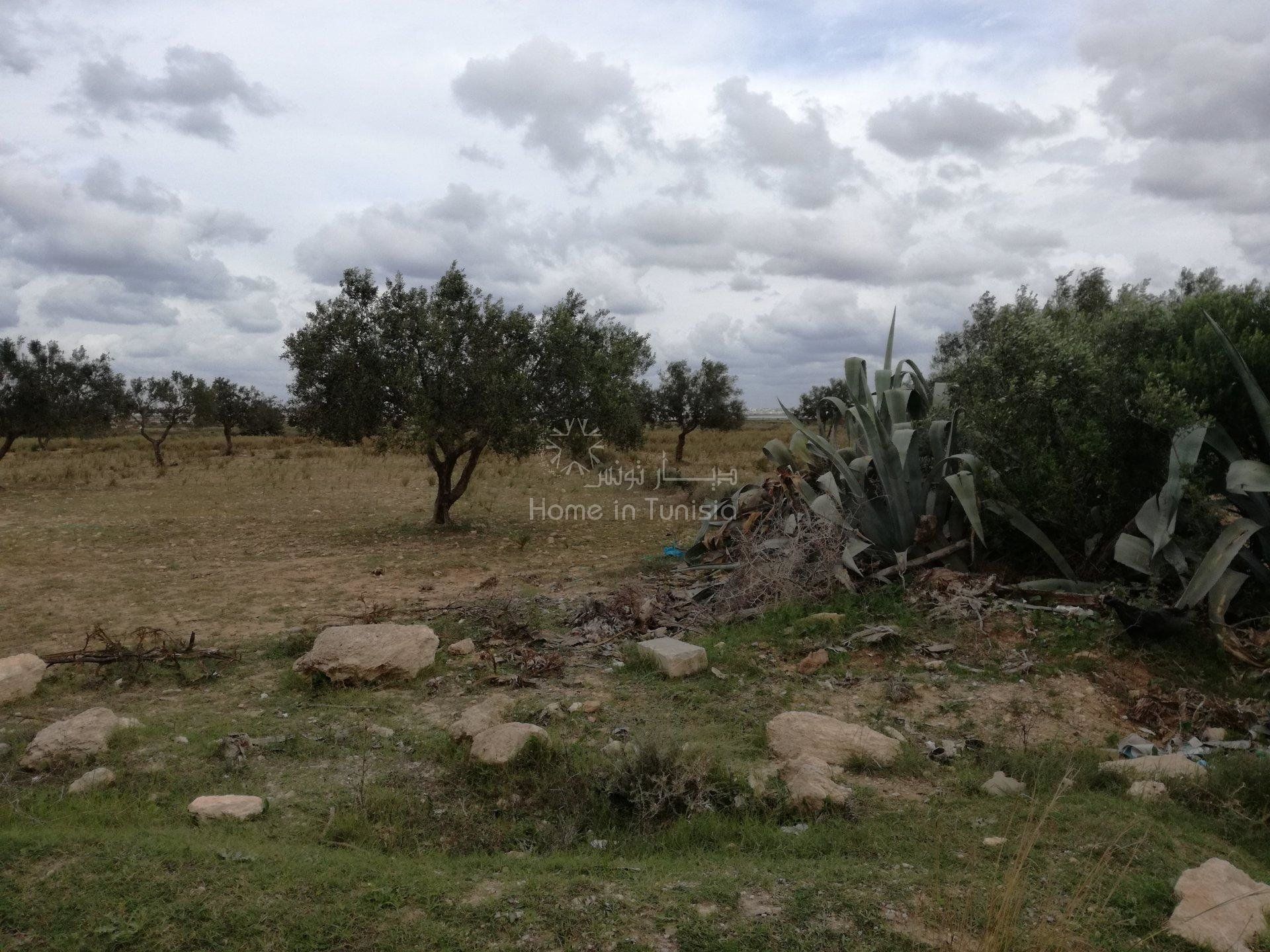 Autre dans El Hamma, Gabès 10917050