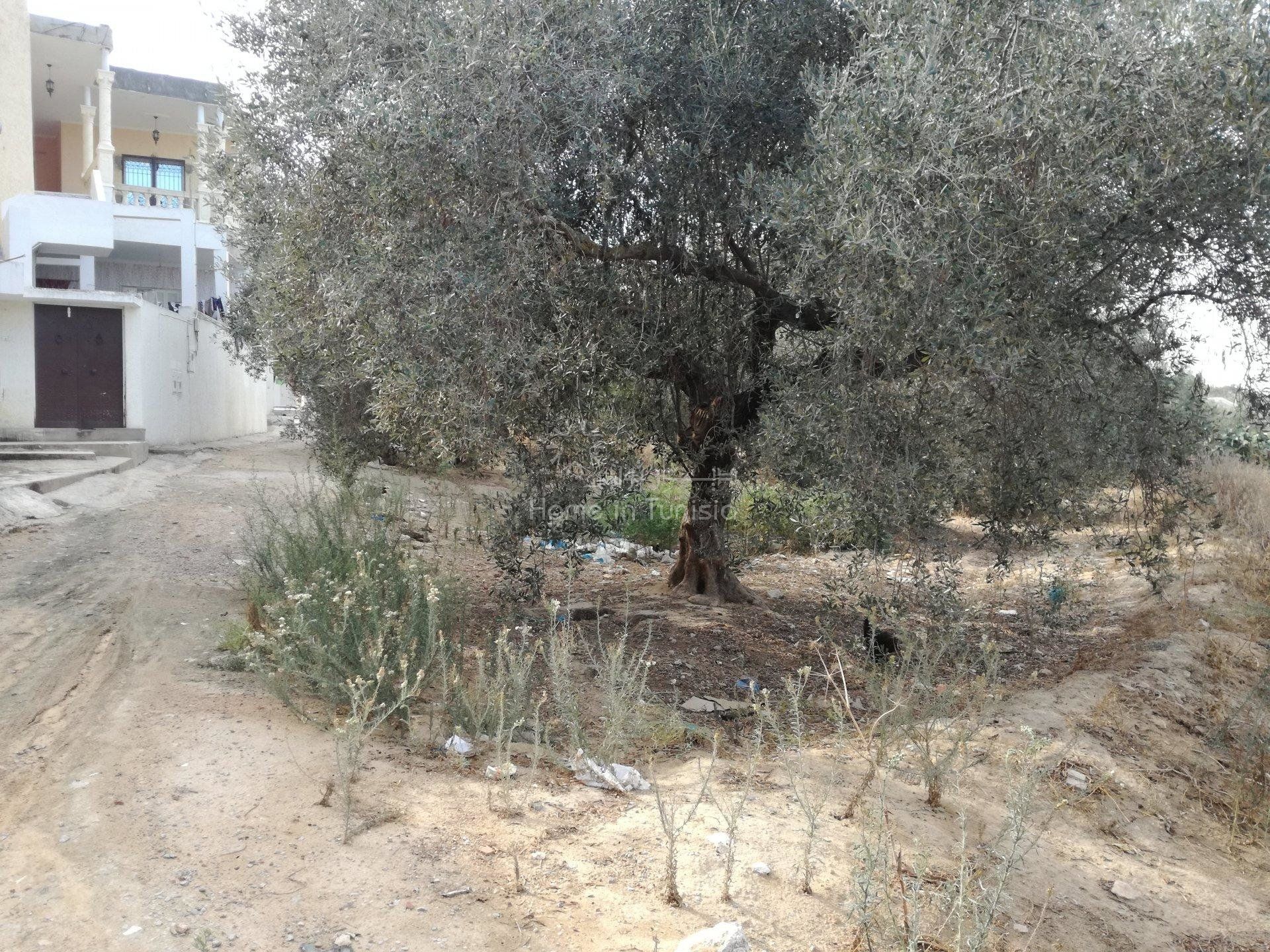 Other in El Hamma, Gabes 10917726