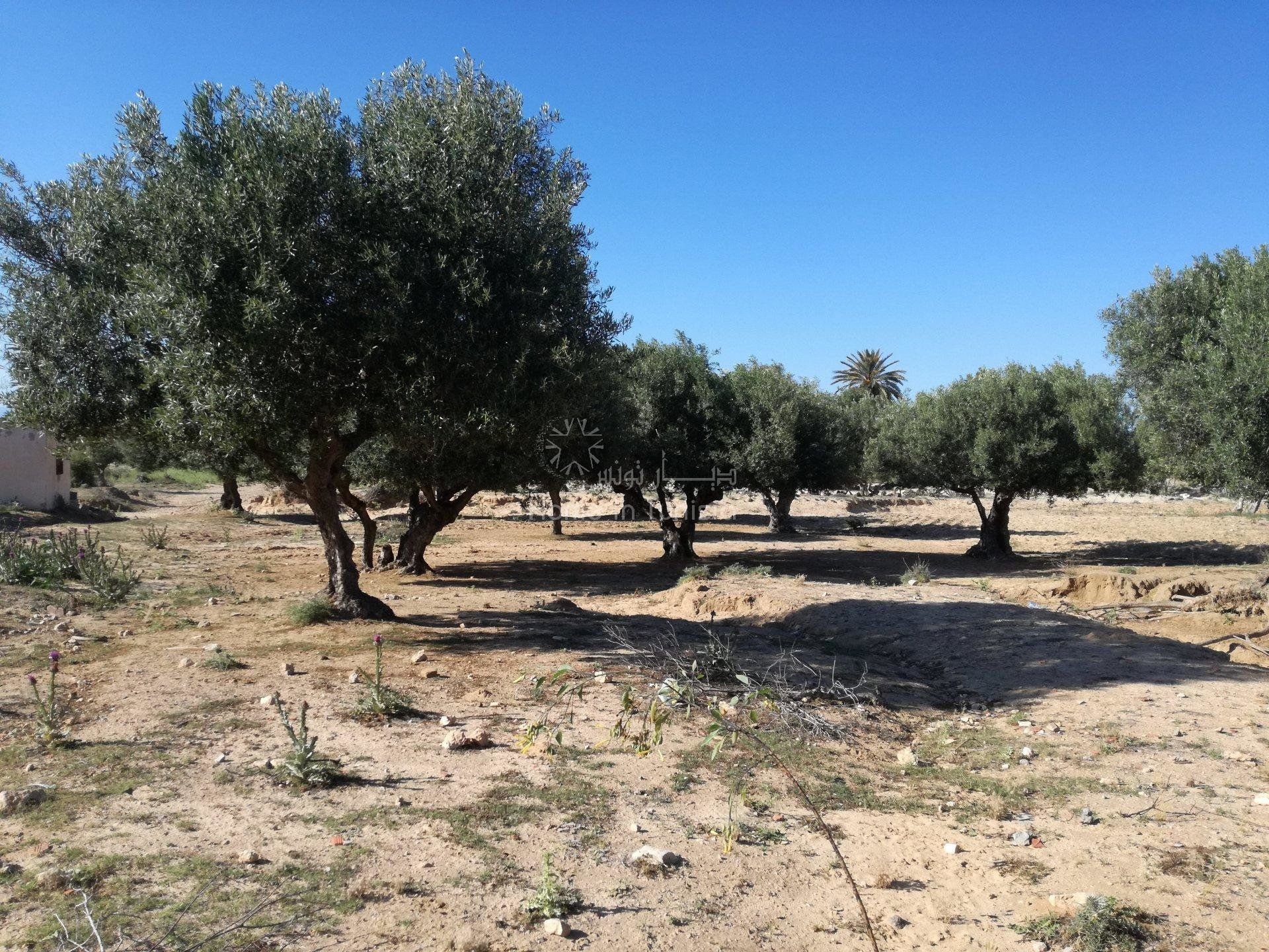 Autre dans El Hamma, Gabès 10917839