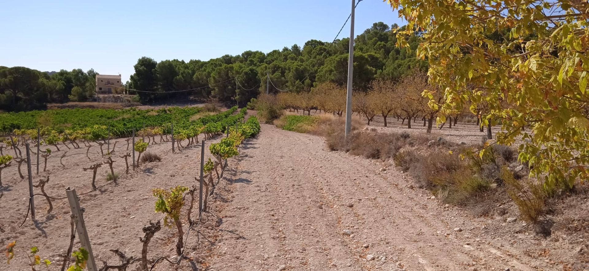 Tanah di Pinoso, Comunidad Valenciana 10918486