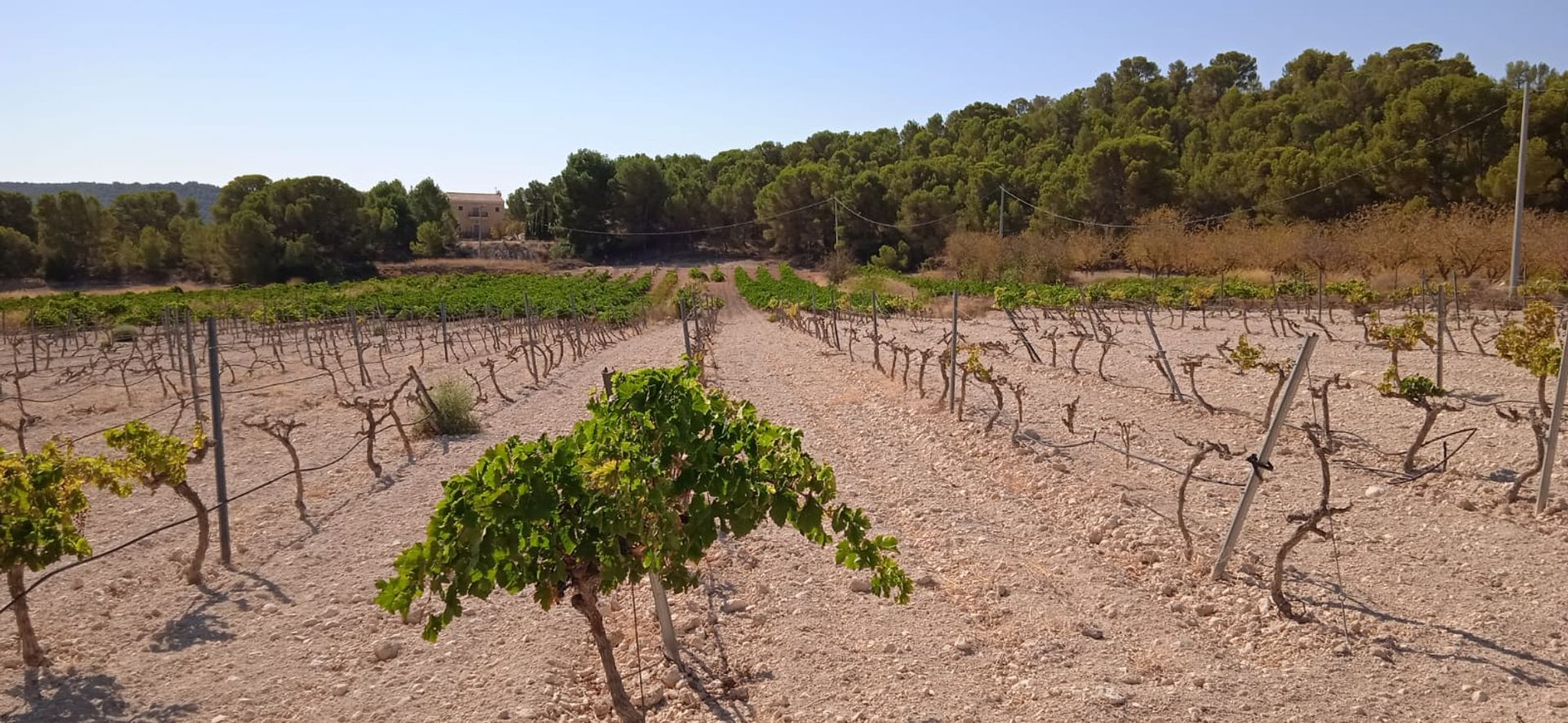 Terra no Pinoso, Comunidad Valenciana 10918486