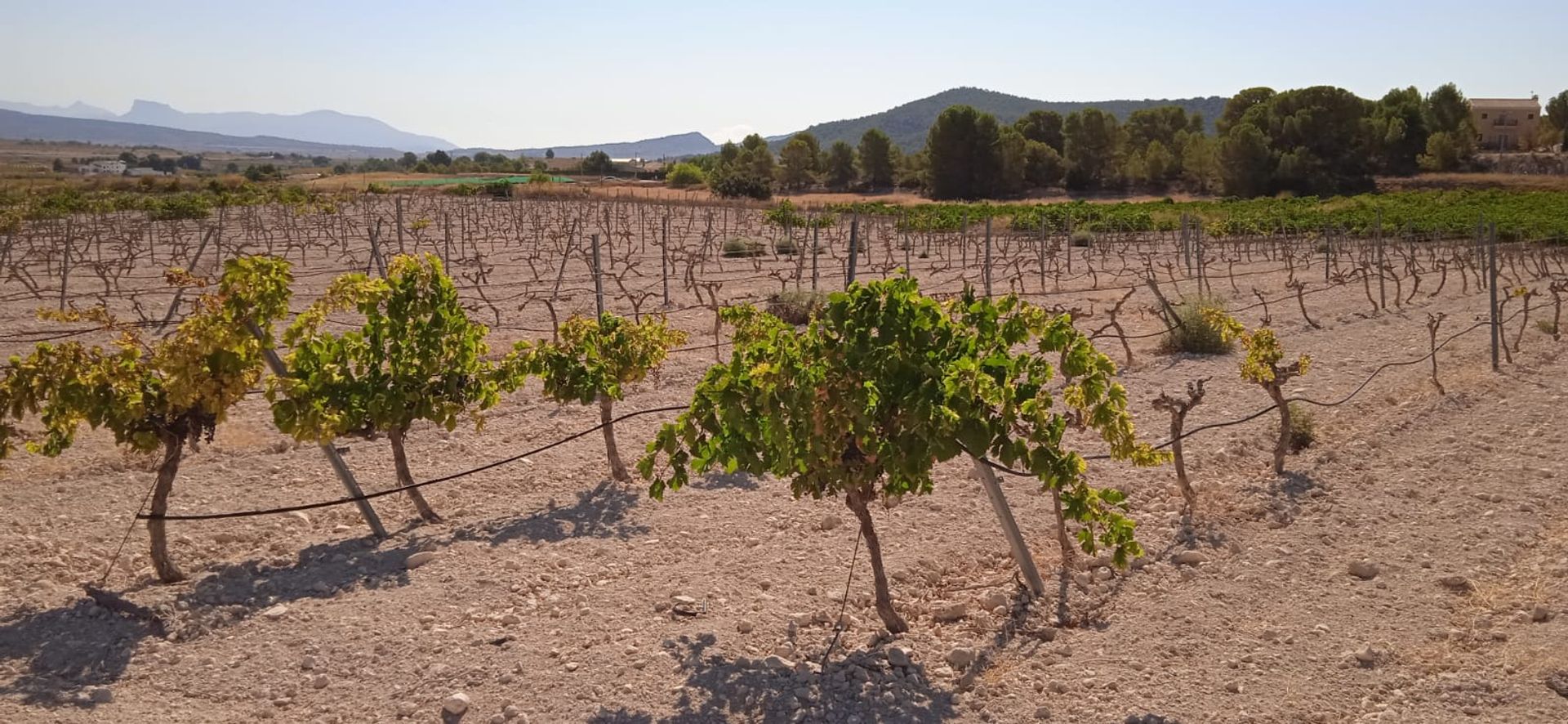 Terra no Pinoso, Comunidad Valenciana 10918486