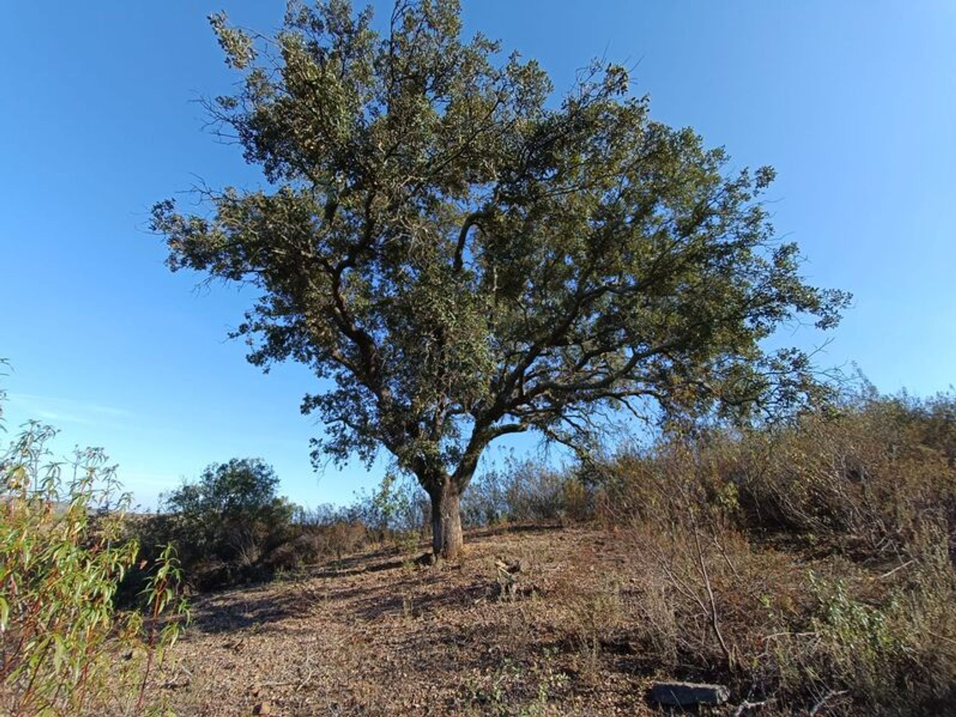 Tierra en azinhal, Faraón 10921209