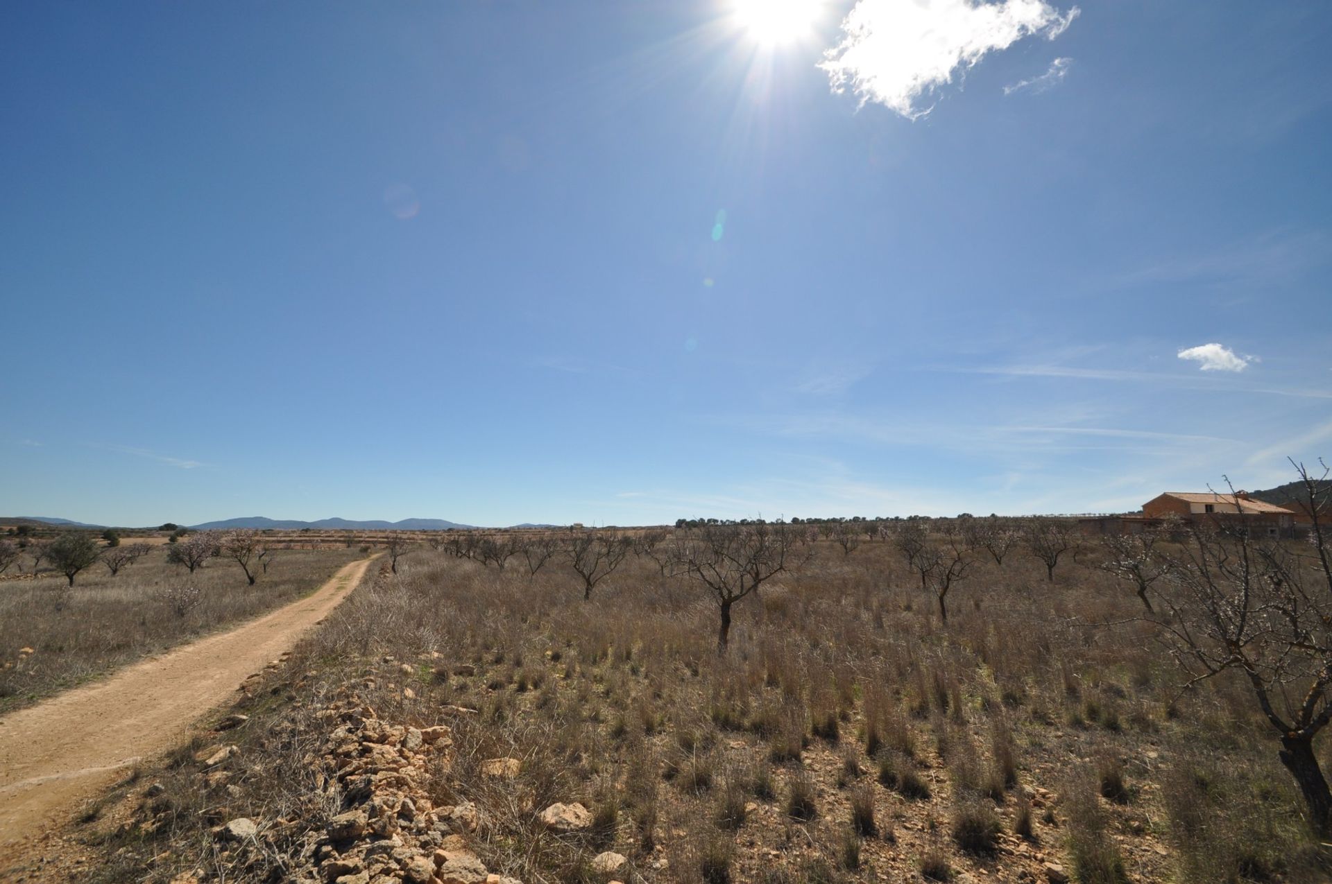 Tanah di Yecla, Región de Murcia 10921244