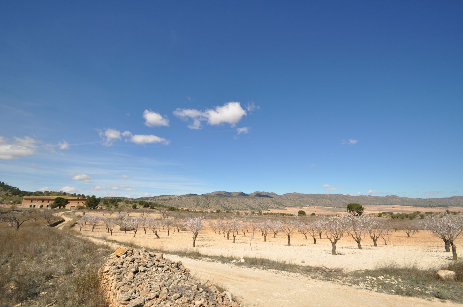 Terre dans Yecla, Región de Murcia 10921244