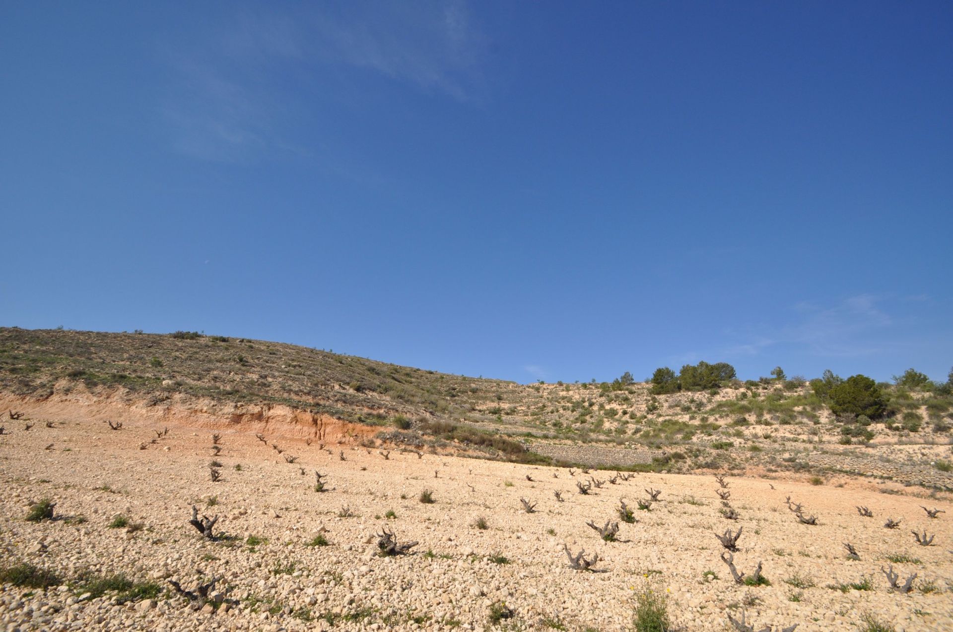 Land in La Zarza, Región de Murcia 10921246