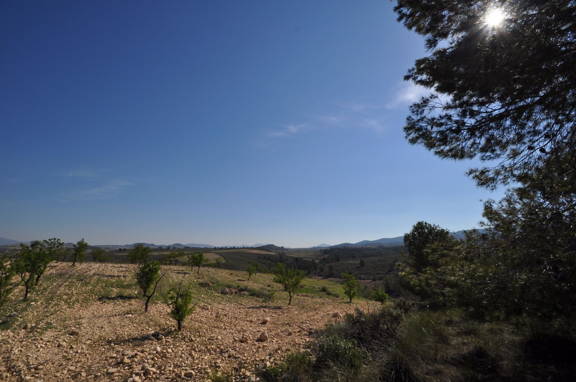 土地 在 La Zarza, Región de Murcia 10921252