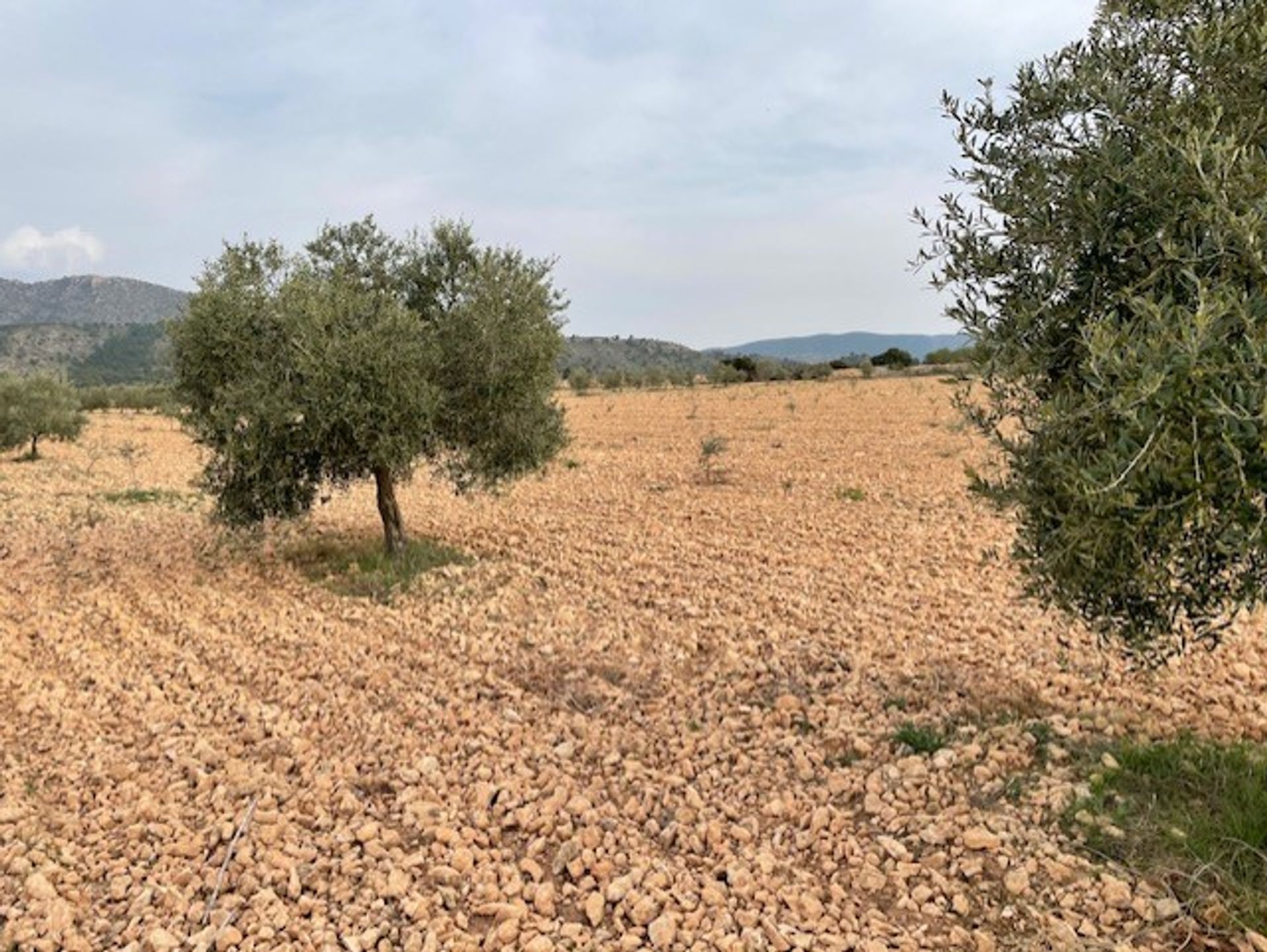 Tanah dalam Yecla, Región de Murcia 10921256