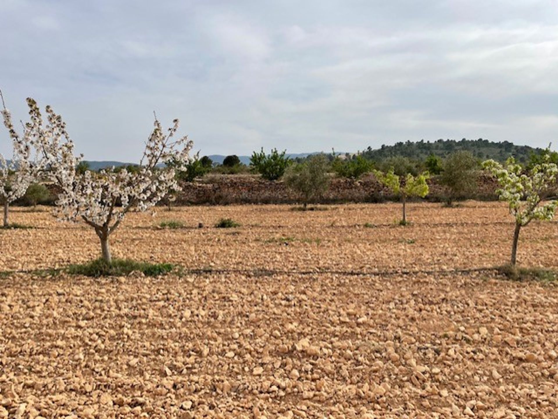 Земля в Yecla, Región de Murcia 10921256