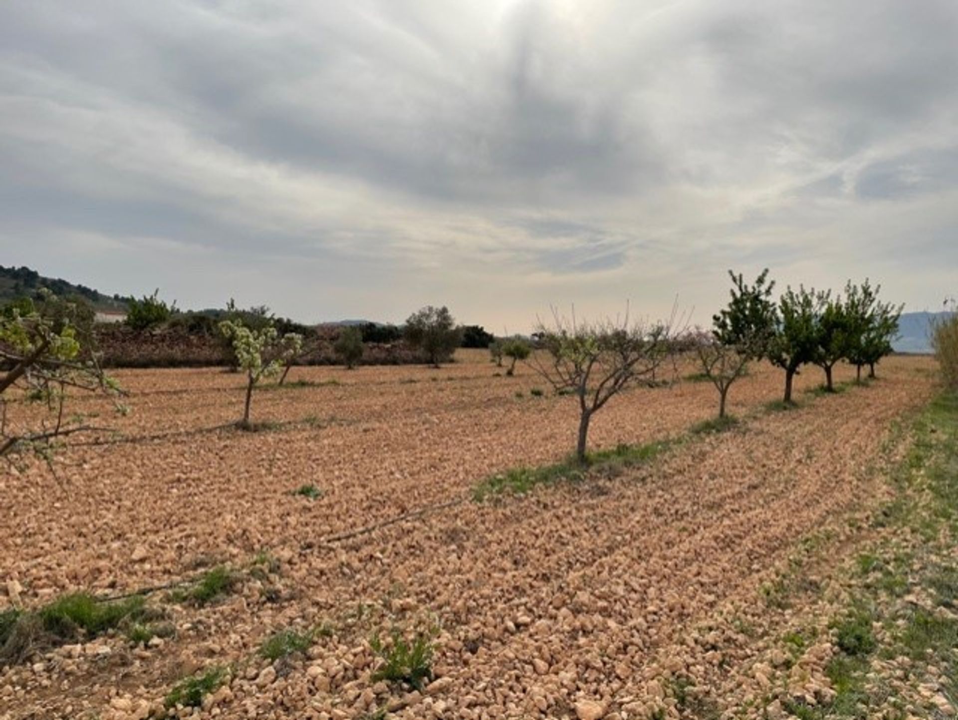 Jord i Yecla, Región de Murcia 10921256