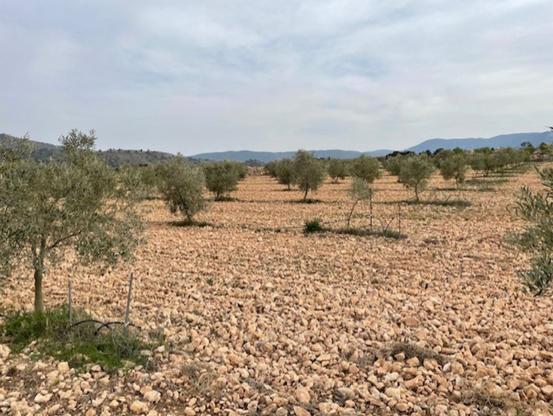 Tanah dalam Yecla, Región de Murcia 10921256