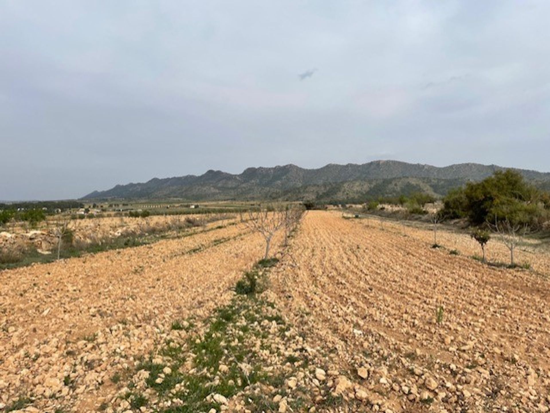 Tanah di Yecla, Región de Murcia 10921256