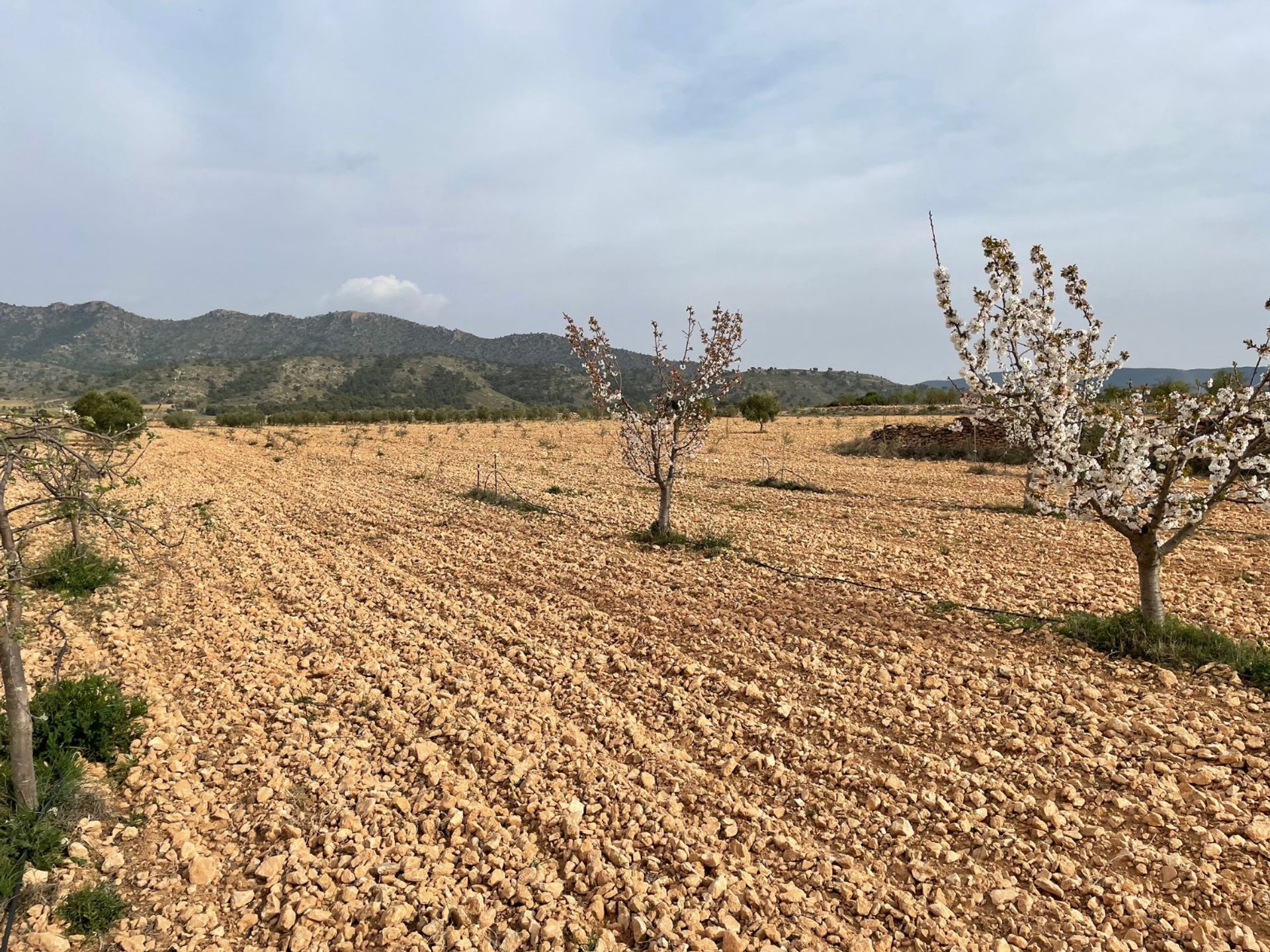 Terre dans Yecla, Región de Murcia 10921257