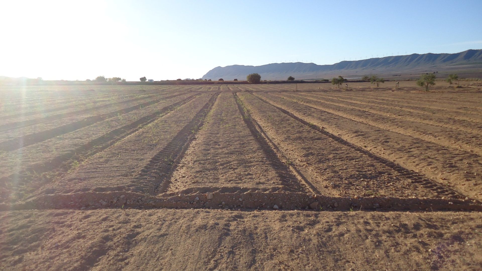 Terre dans Yecla, Región de Murcia 10921257