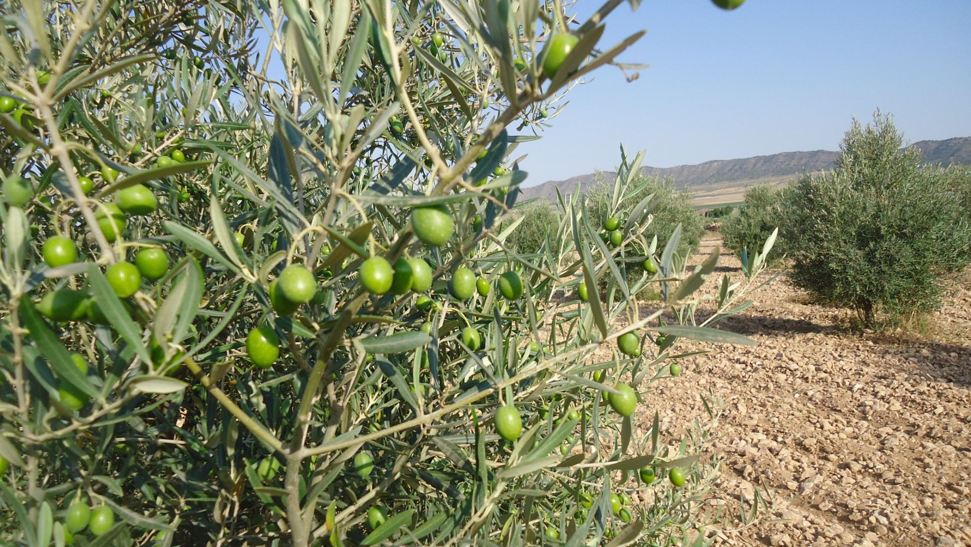 Terre dans Yecla, Región de Murcia 10921257