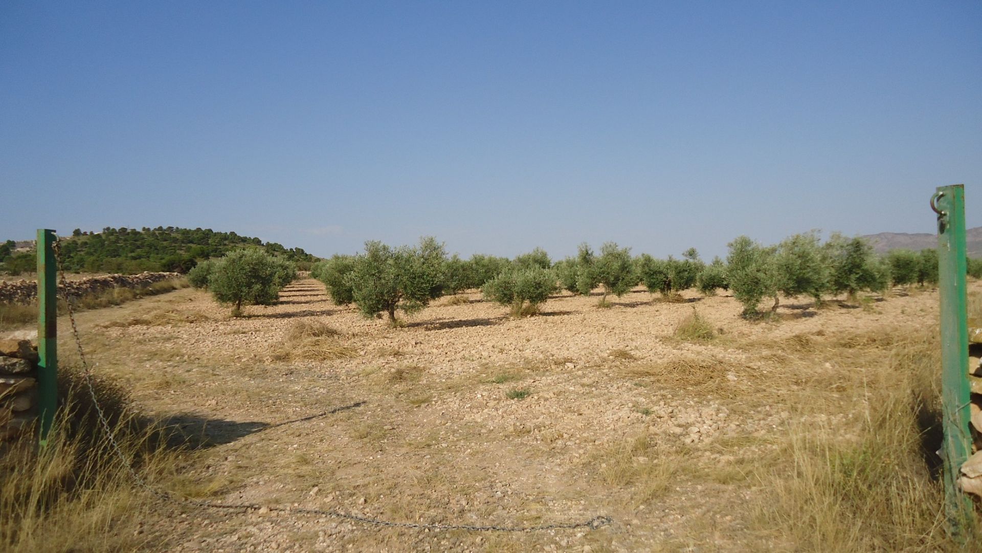 土地 在 Yecla, Región de Murcia 10921257