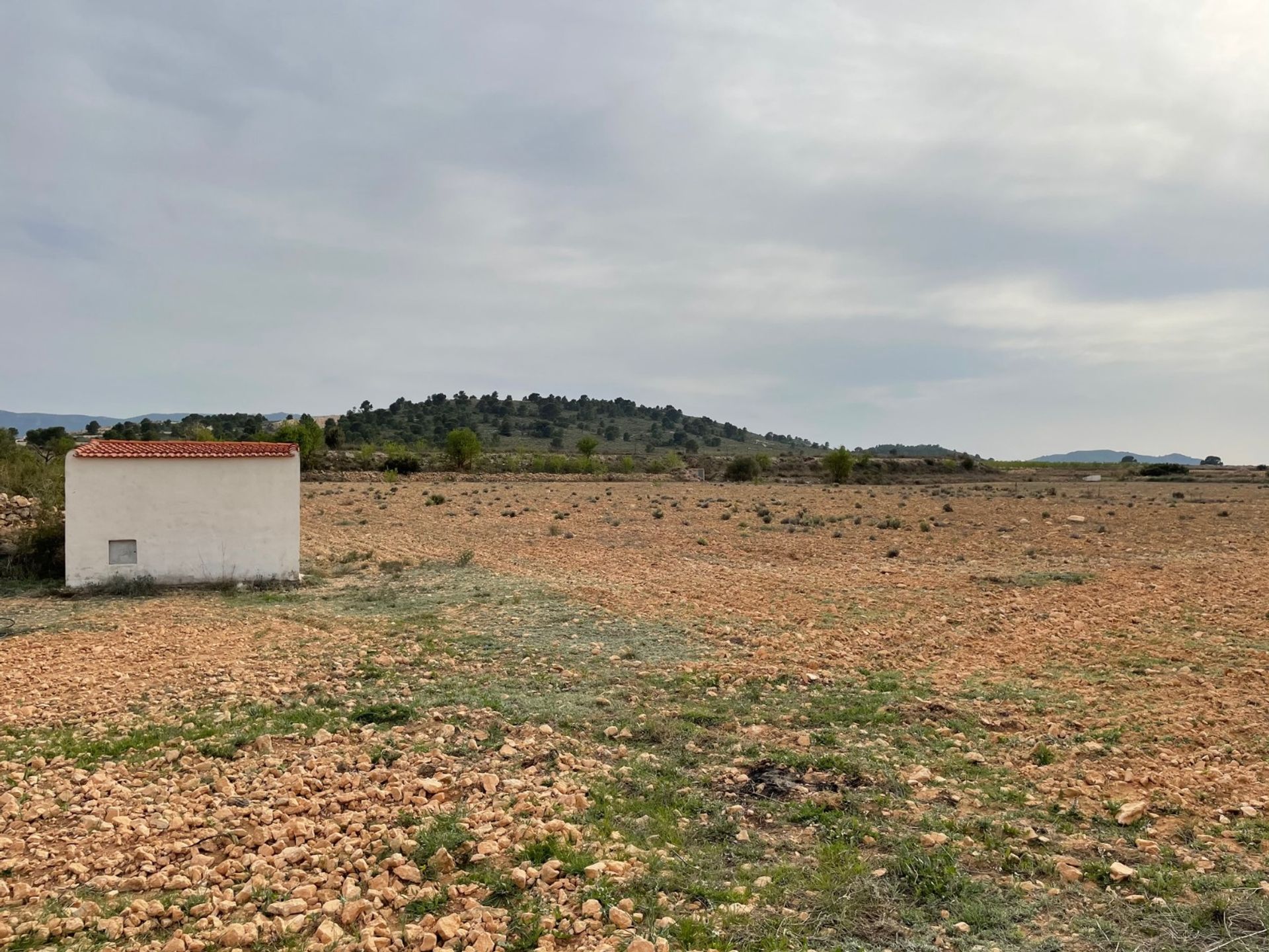 Terre dans Yecla, Región de Murcia 10921257