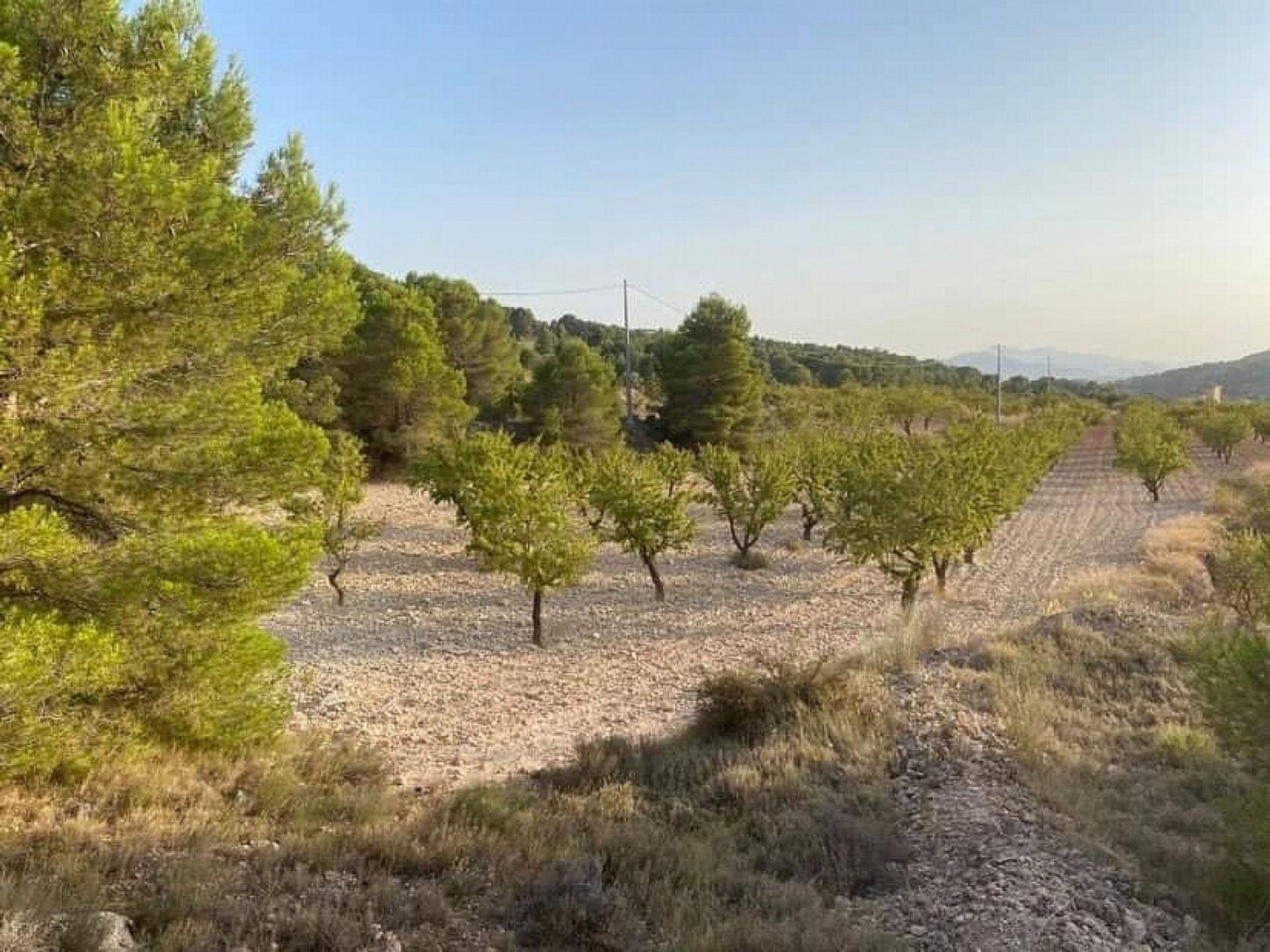 土地 在 Pinoso, Comunidad Valenciana 10921454