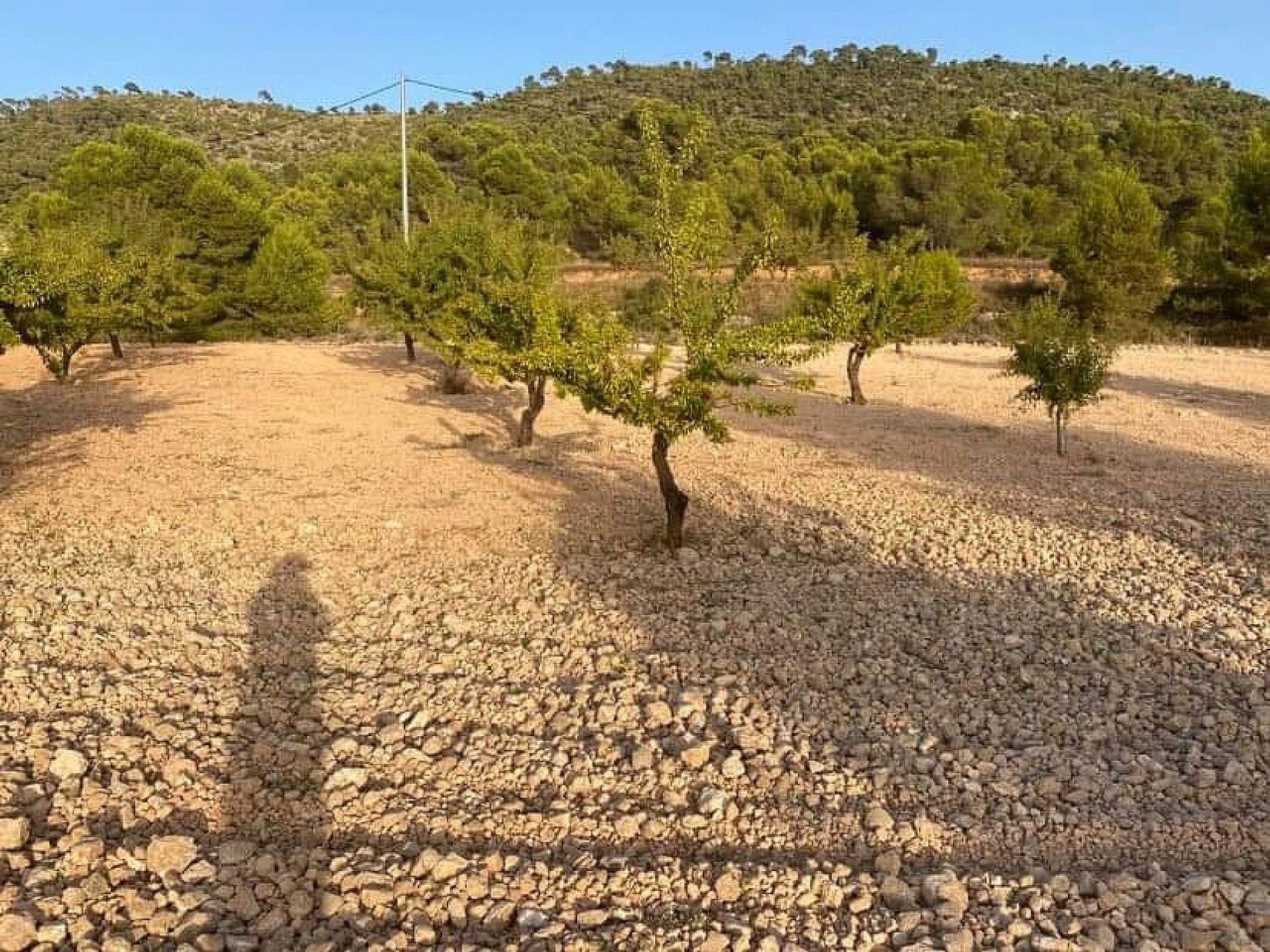 土地 在 Pinoso, Comunidad Valenciana 10921454