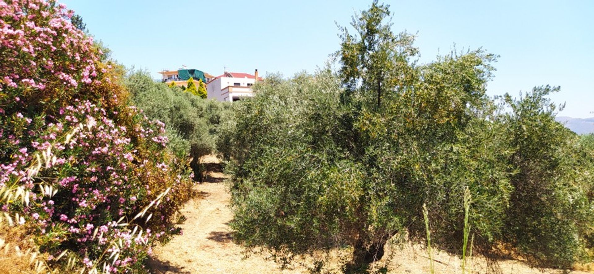 Γη σε Τρελώδης, Κρήτης 10921958