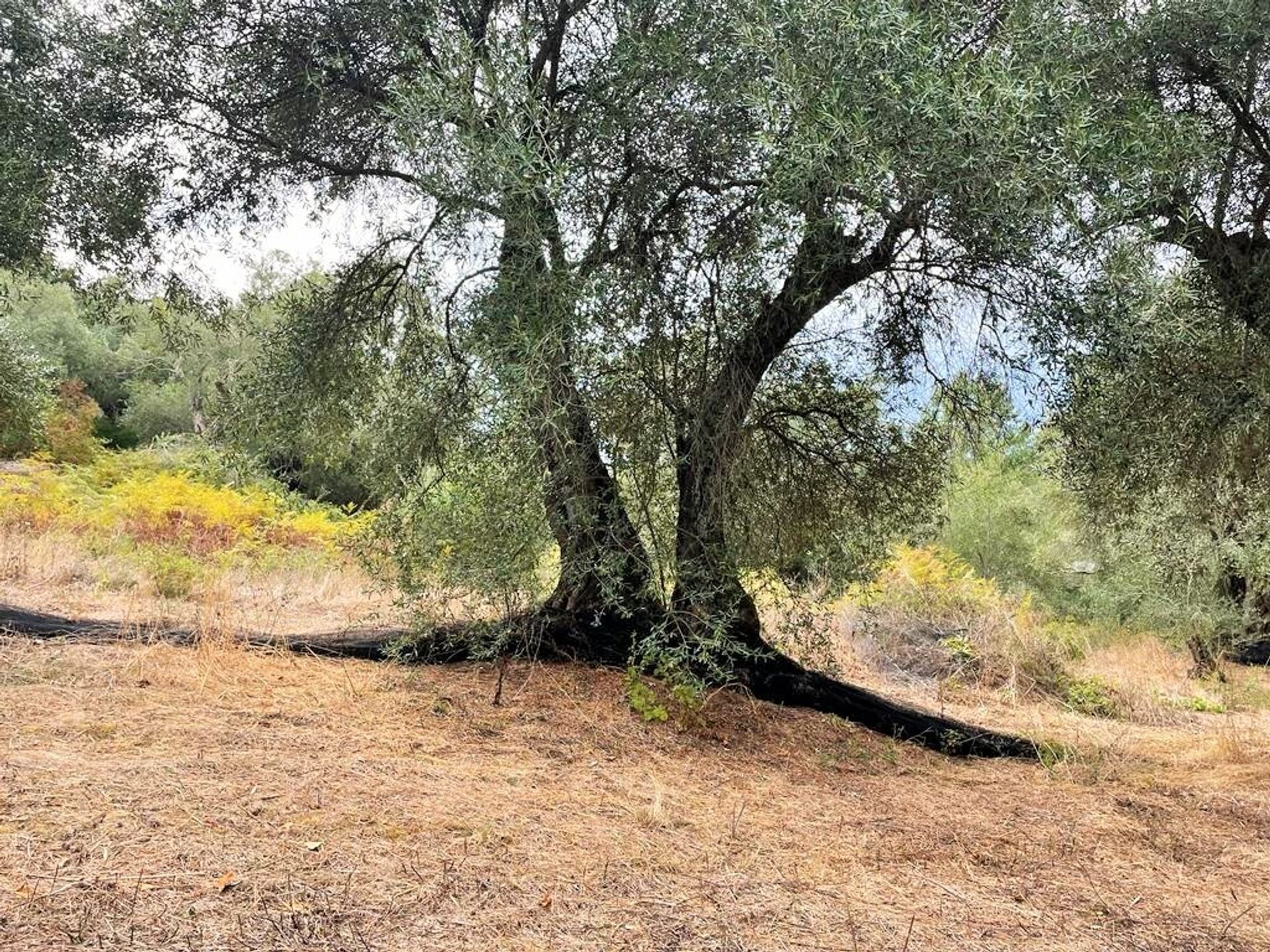 ארץ ב סידרי, יוניה ניסיה 10922178