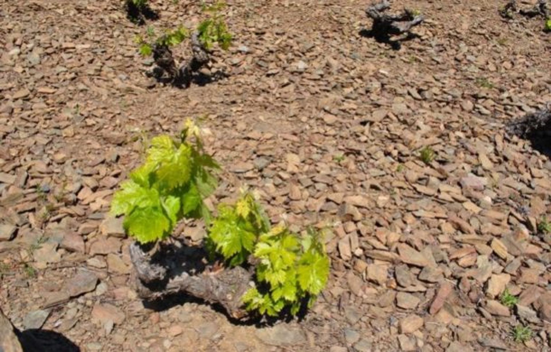 Dom w Banyuls-sur-Mer, Occitanie 10929374