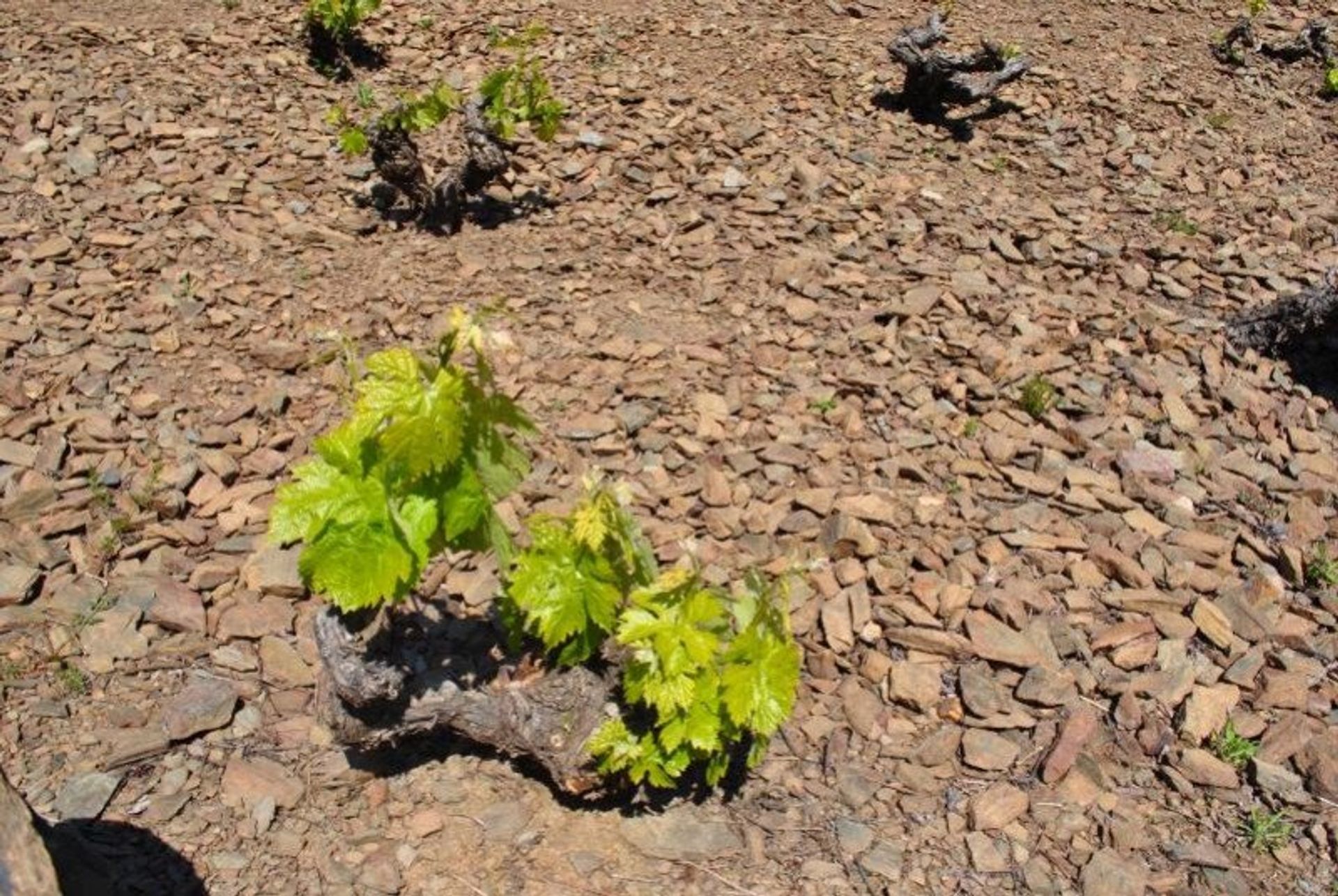 Dom w Banyuls-sur-Mer, Occitanie 10929374