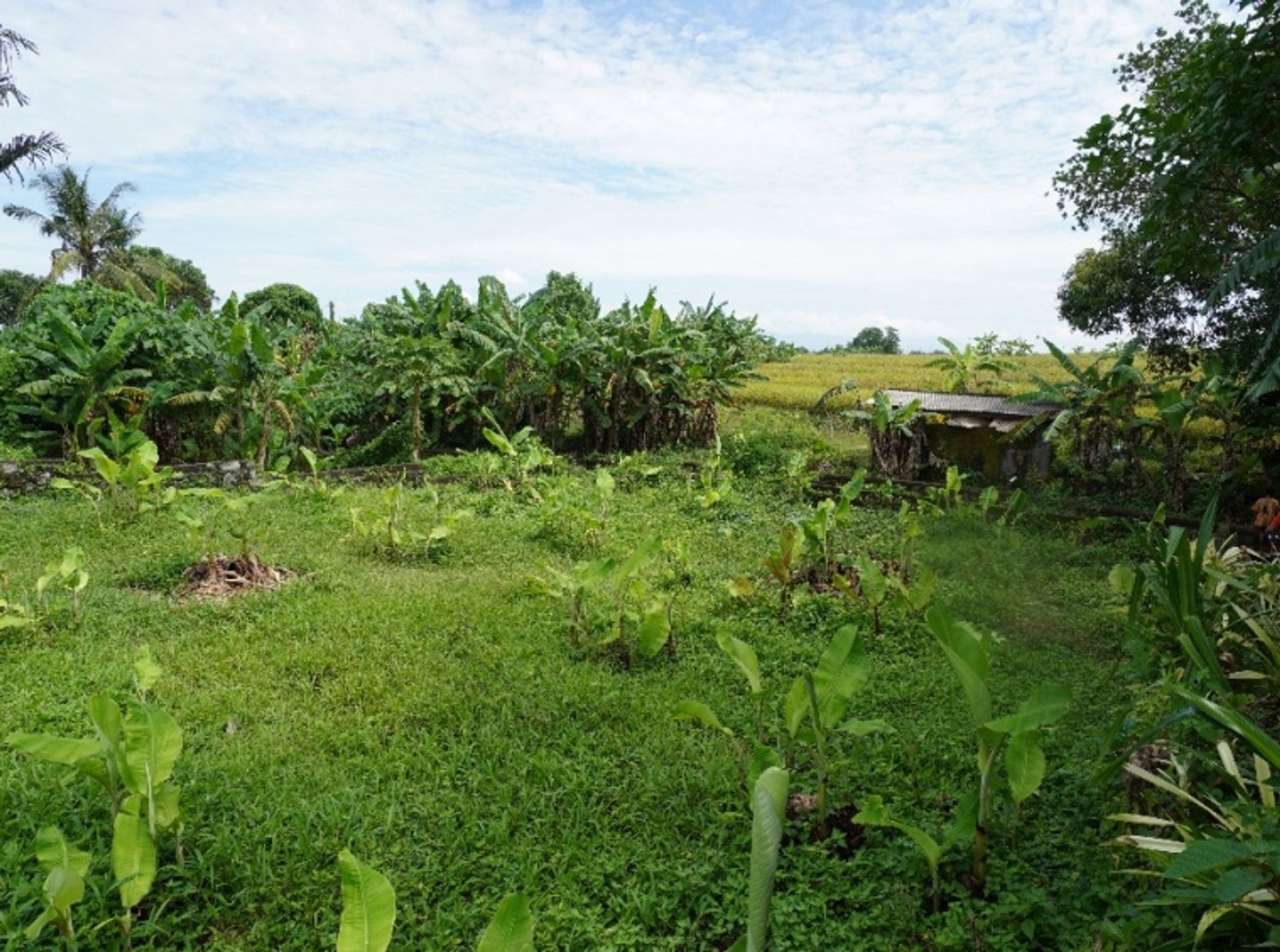 Jord i Peliatan, Bali 10930769