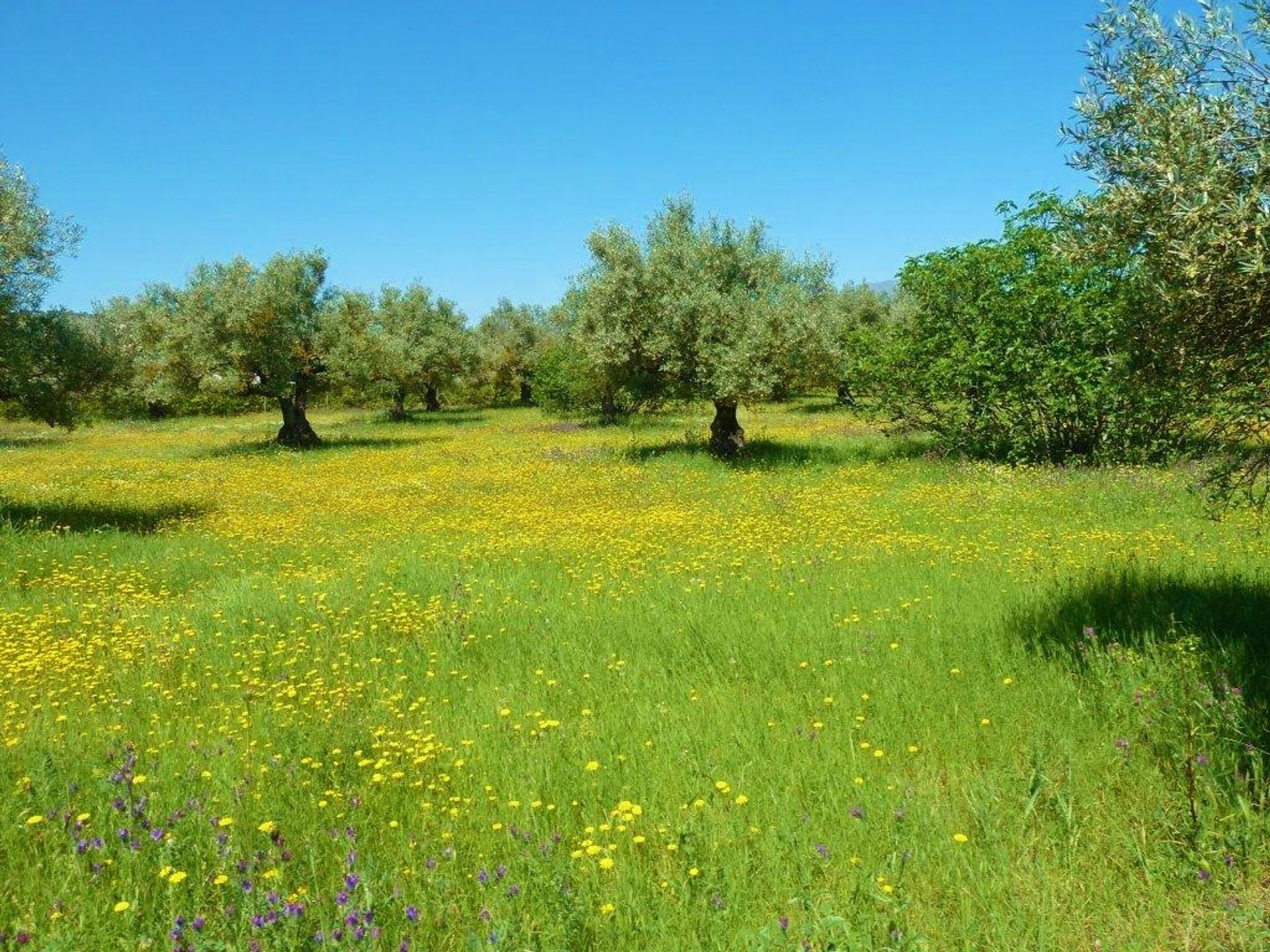 жилой дом в Coín, Andalusia 10944454