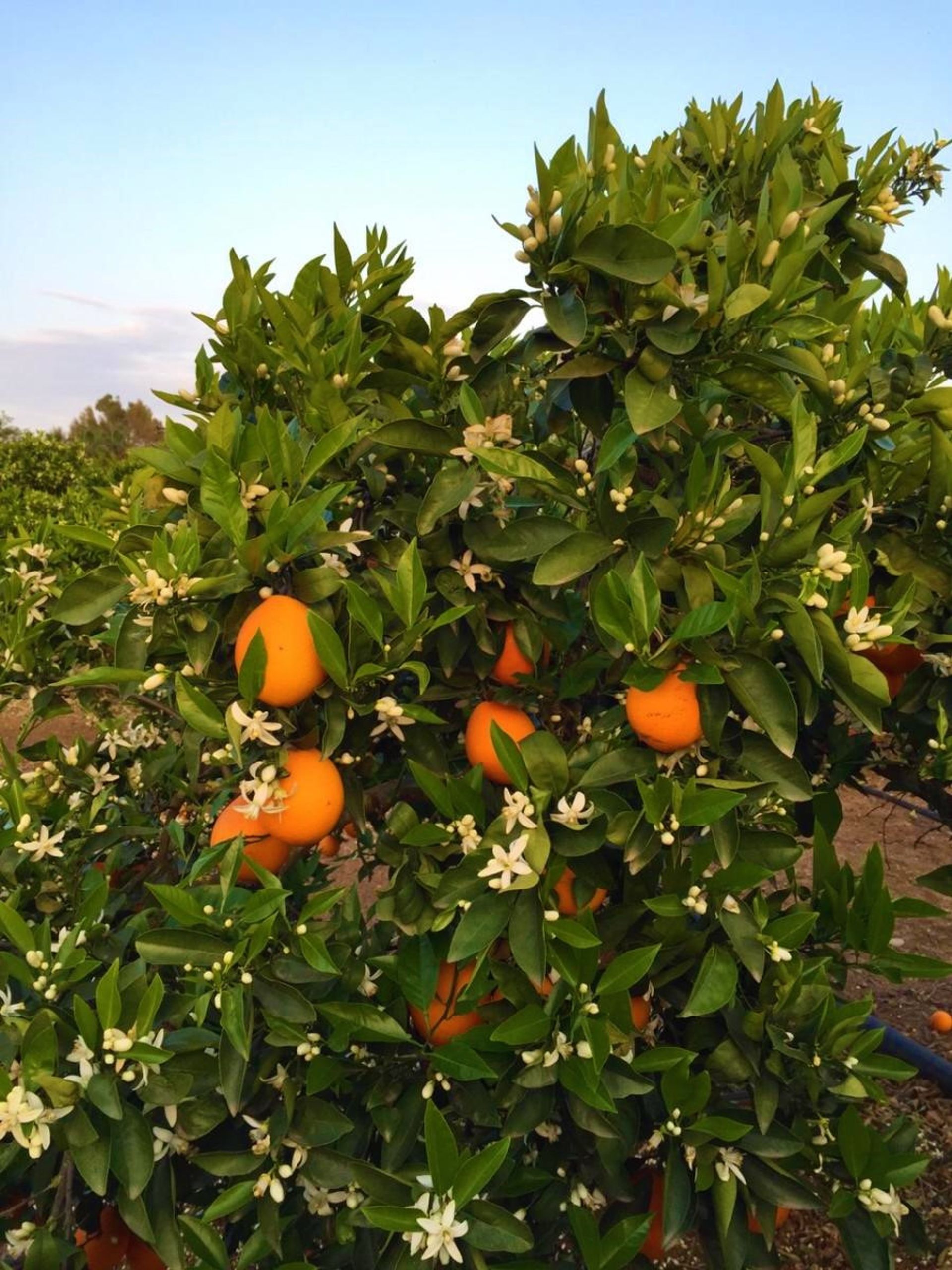 жилой дом в Coín, Andalusia 10944454