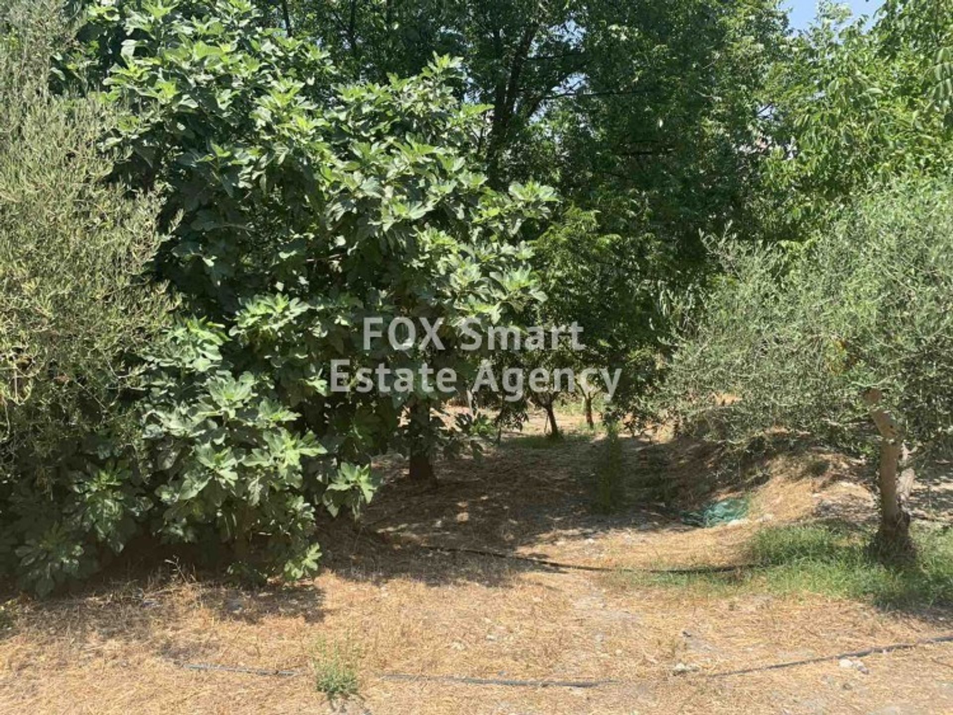 Land in Palodeia, Lemesos 10949909