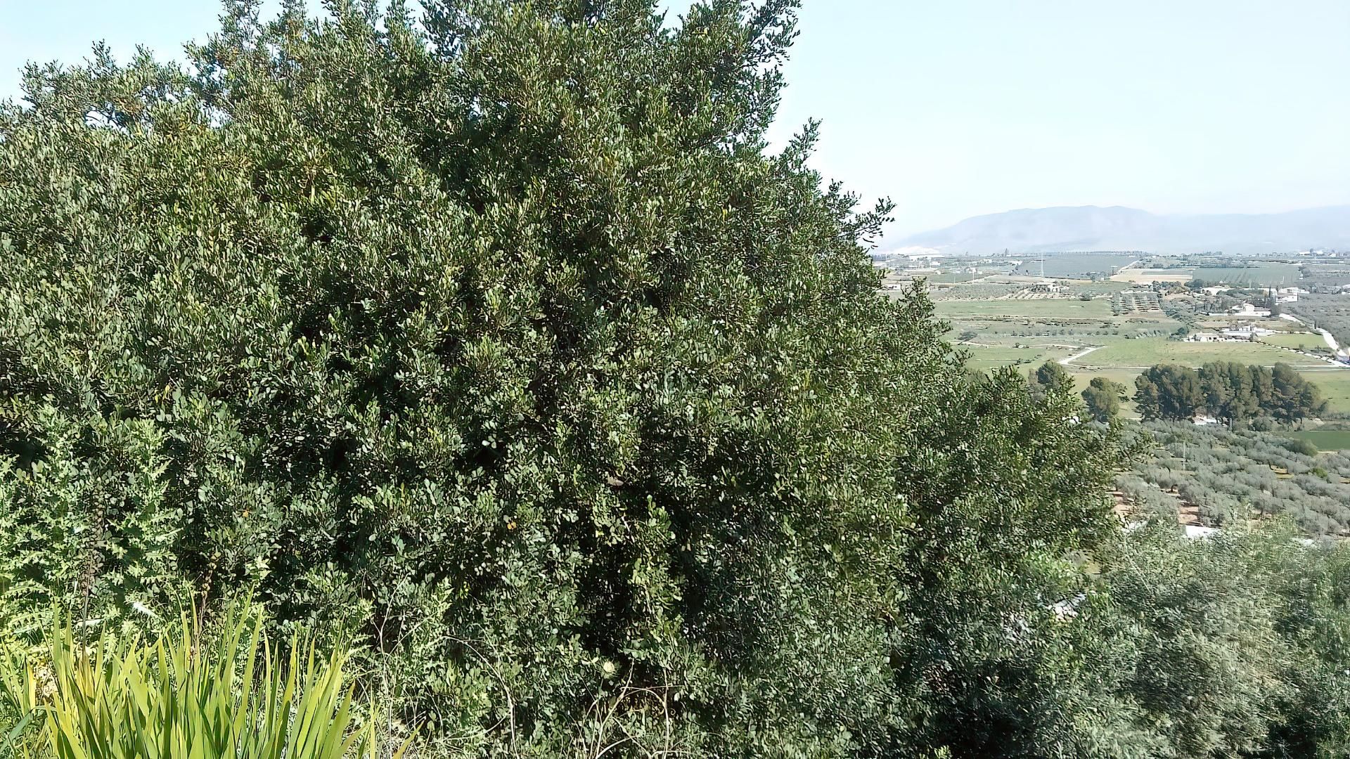 Terra no Moeda, Andaluzia 10952795