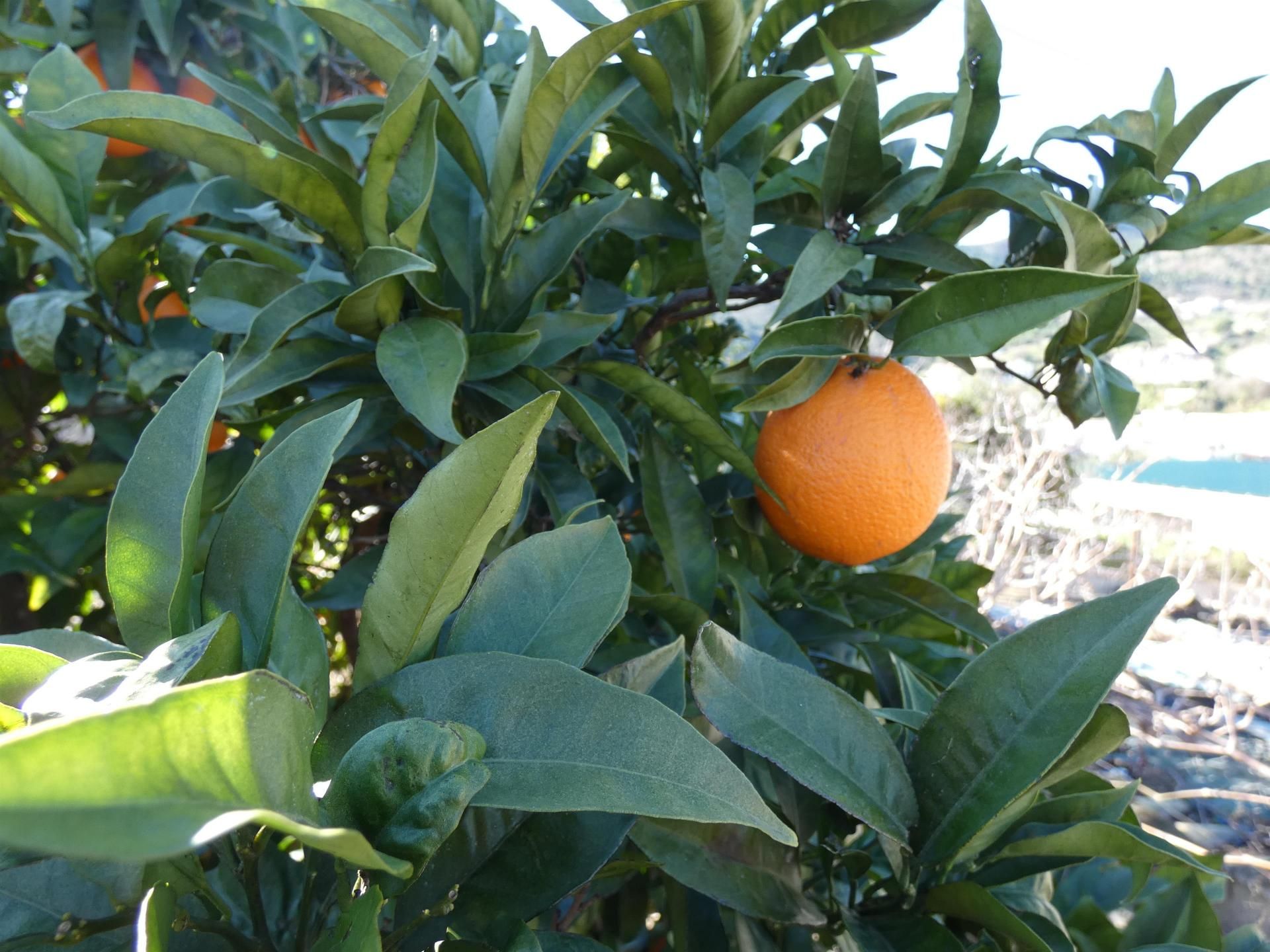 Terre dans , Andalucía 10952875