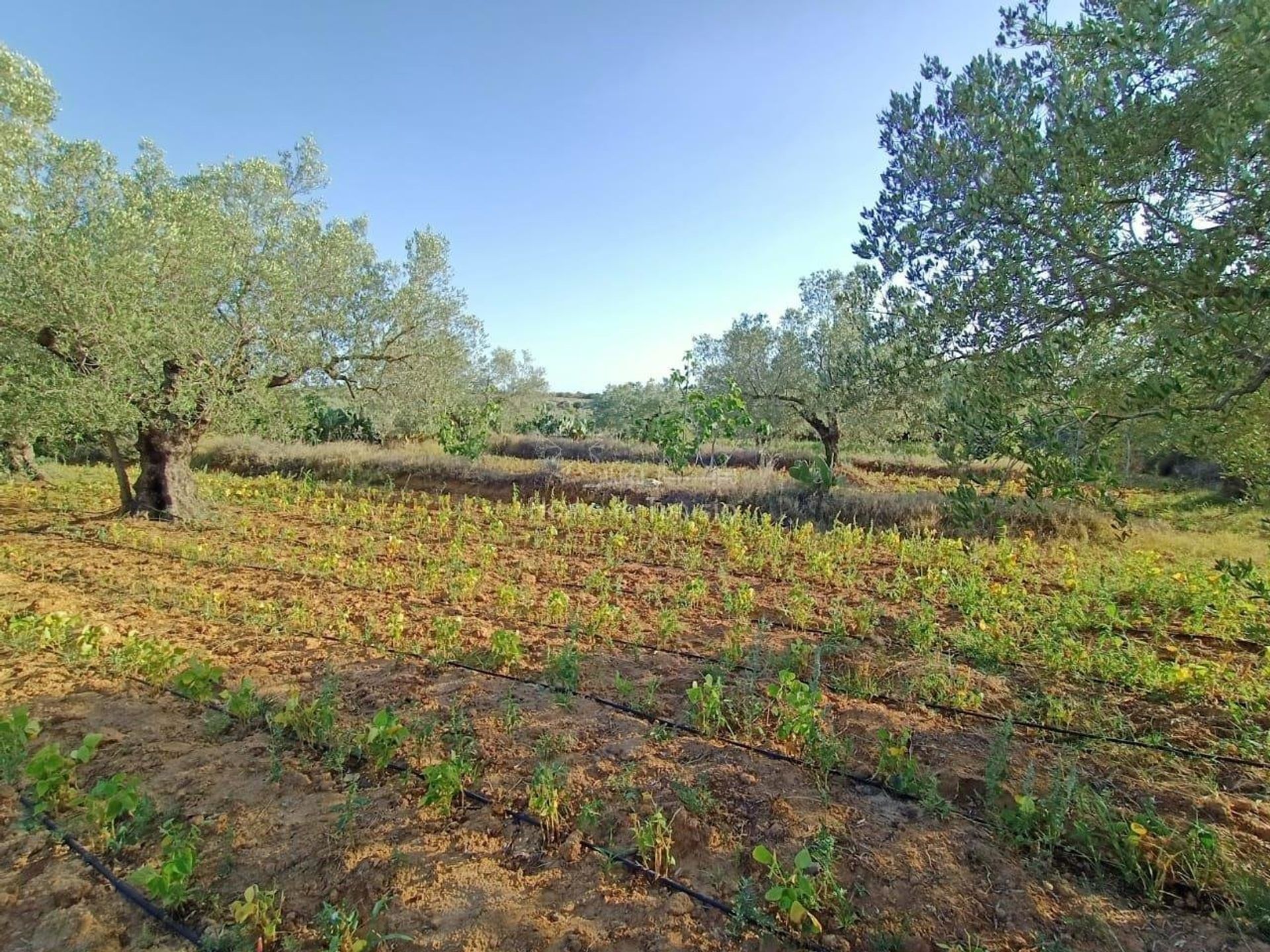 loger dans El Hamma, Gabès 10959757