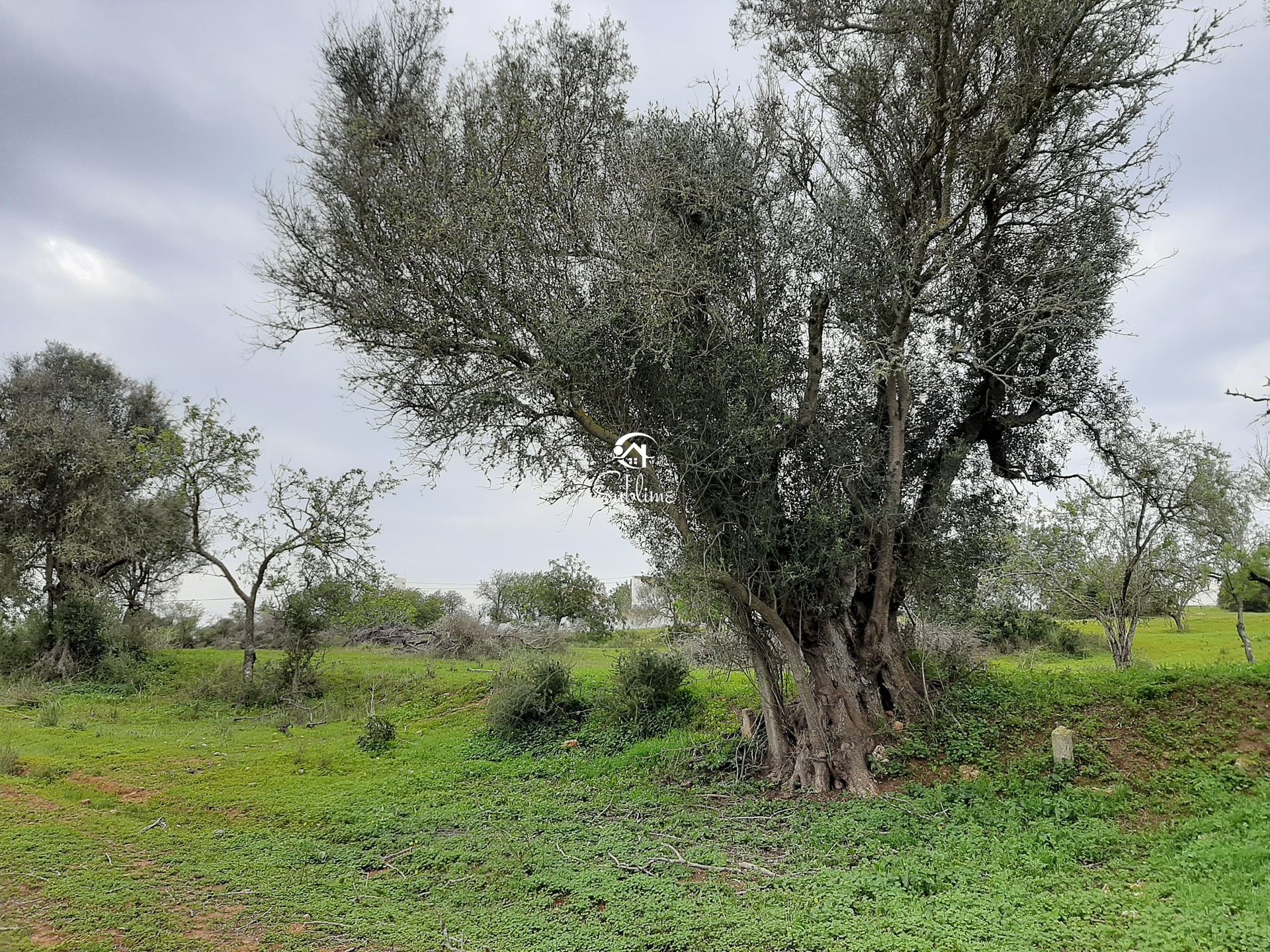 Land im Armação de Pêra, Faro 10960102