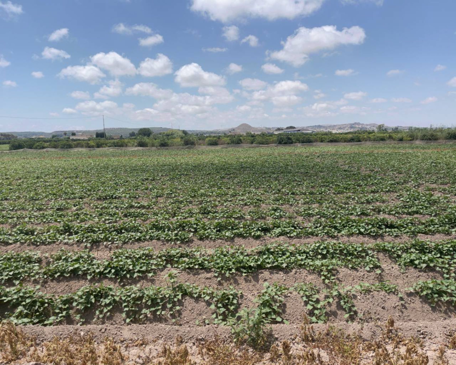 집 에 Guardamar del Segura, Comunidad Valenciana 10963123