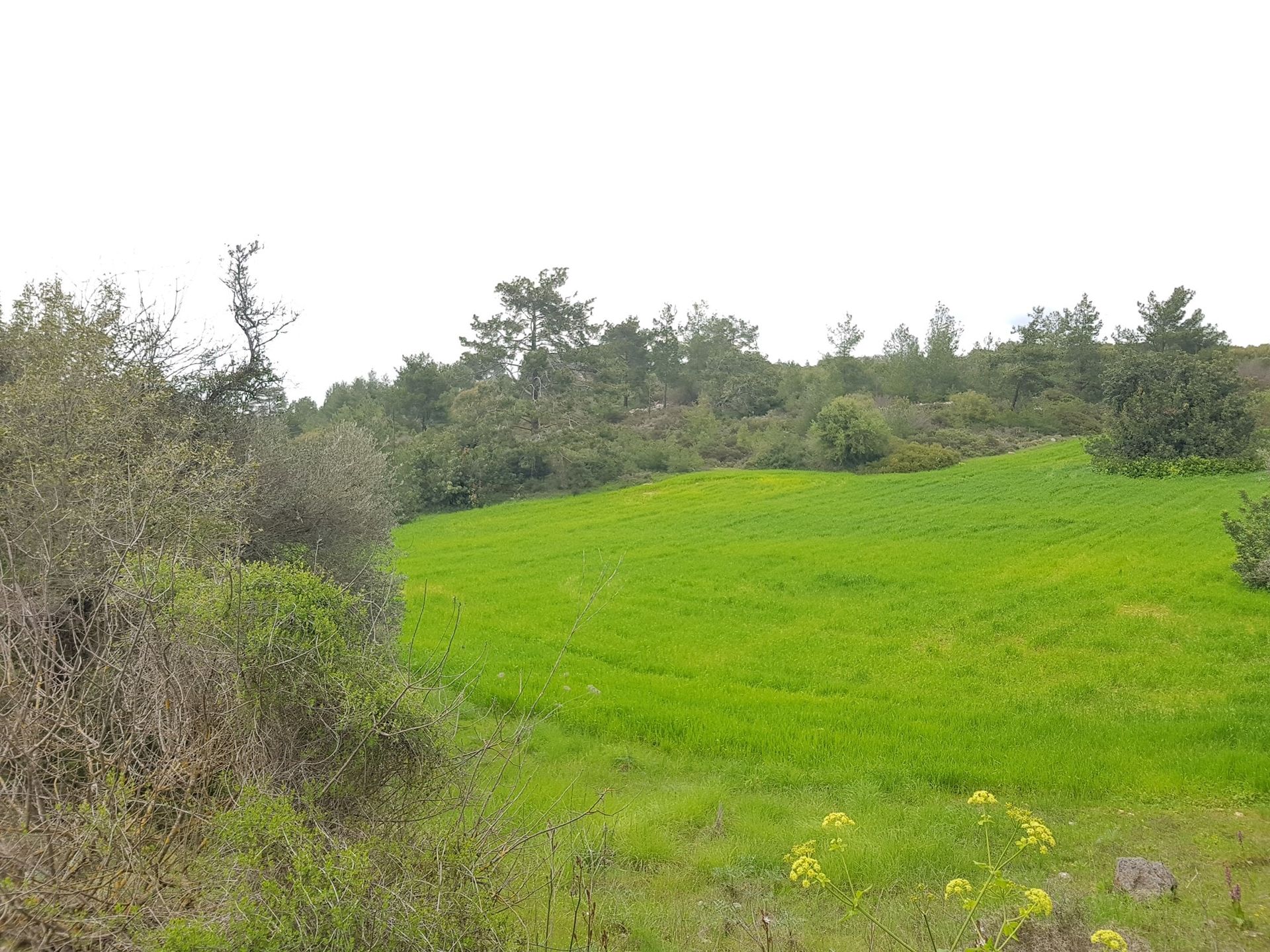 Terra no Pólis, Pafos 10967221