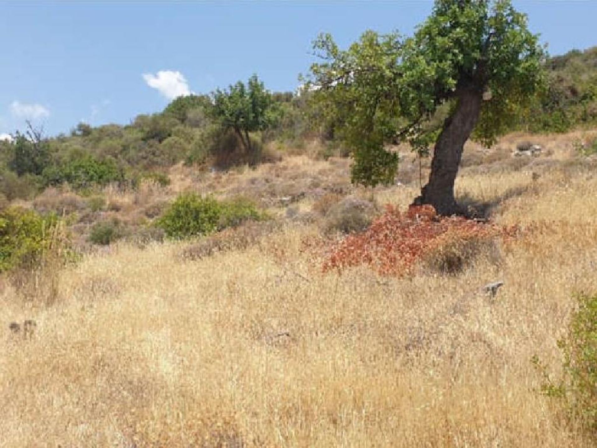 Land in Palodeia, Lemesos 10968422