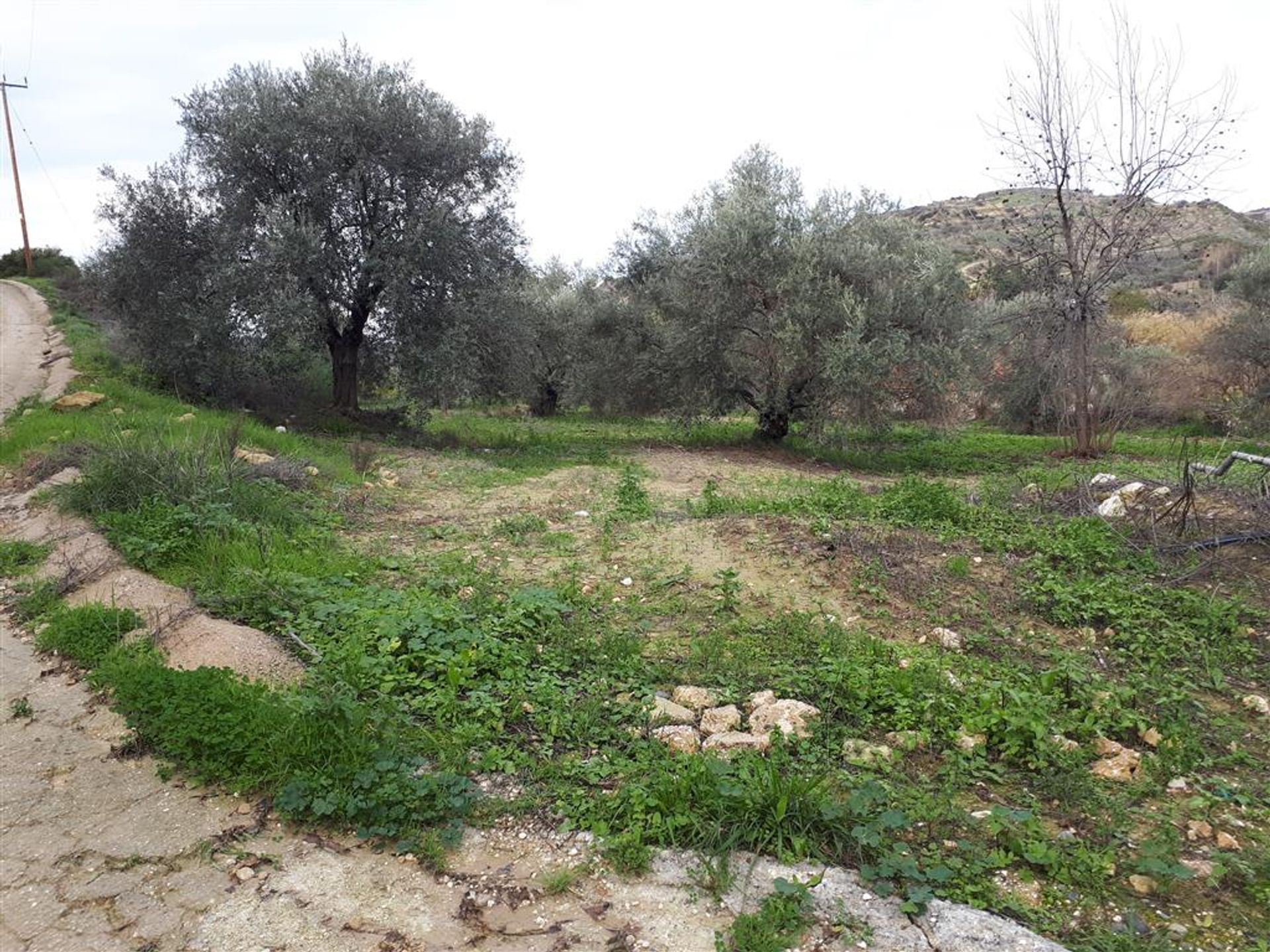 Land im Polis, Pafos 10968595