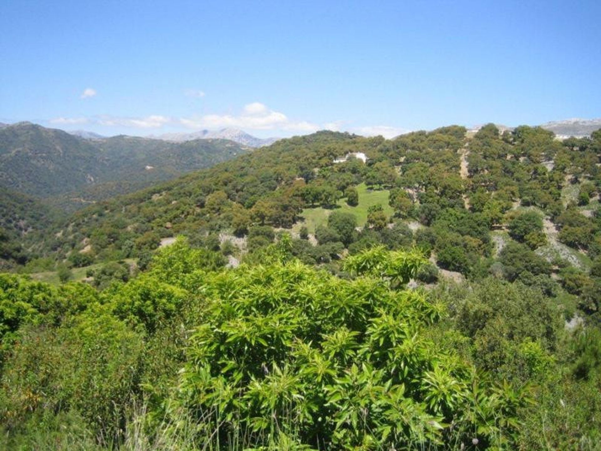 Land im Ronda, Andalusien 10969800