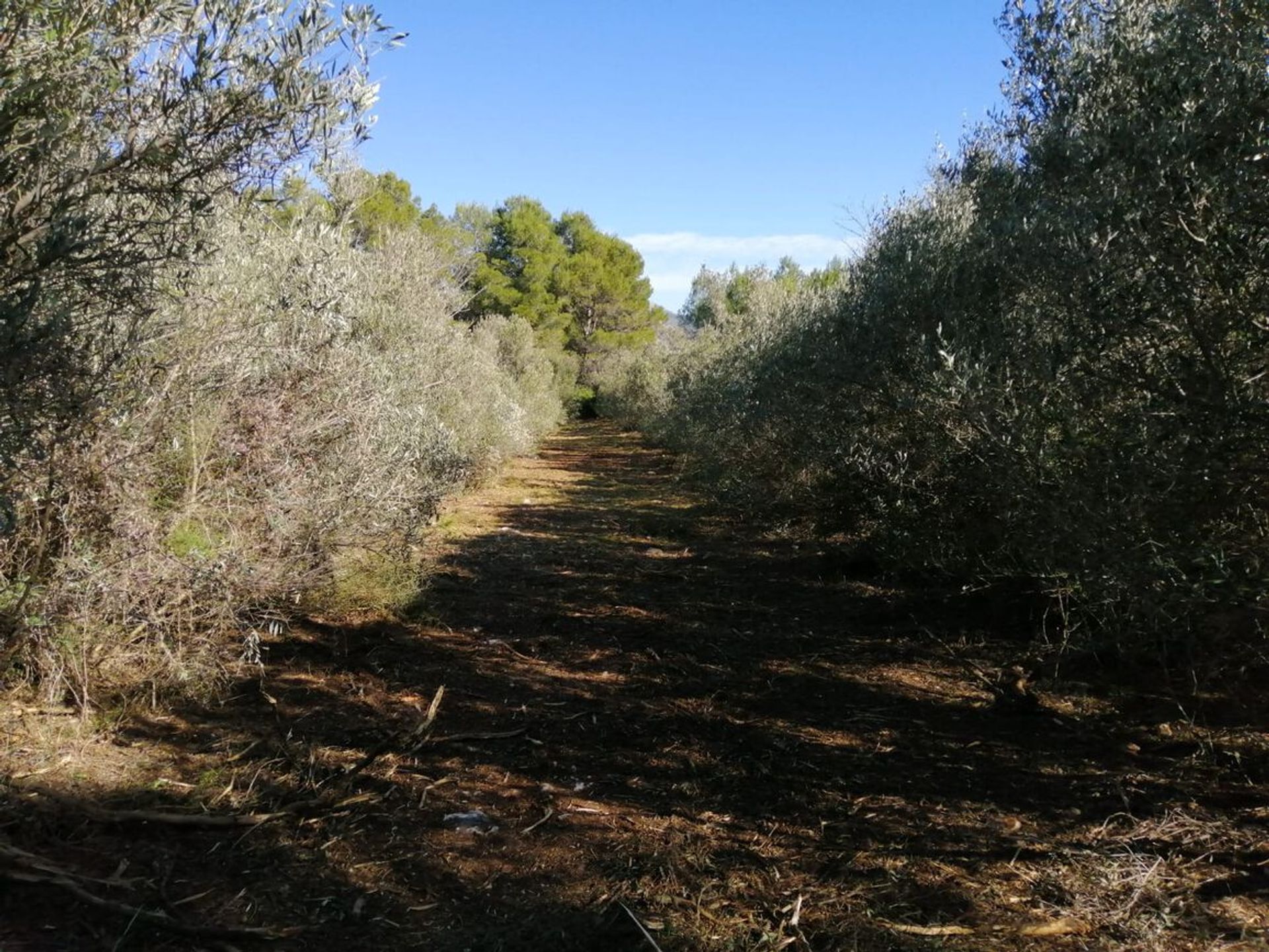 Land in Alcalalí, Comunidad Valenciana 10970972