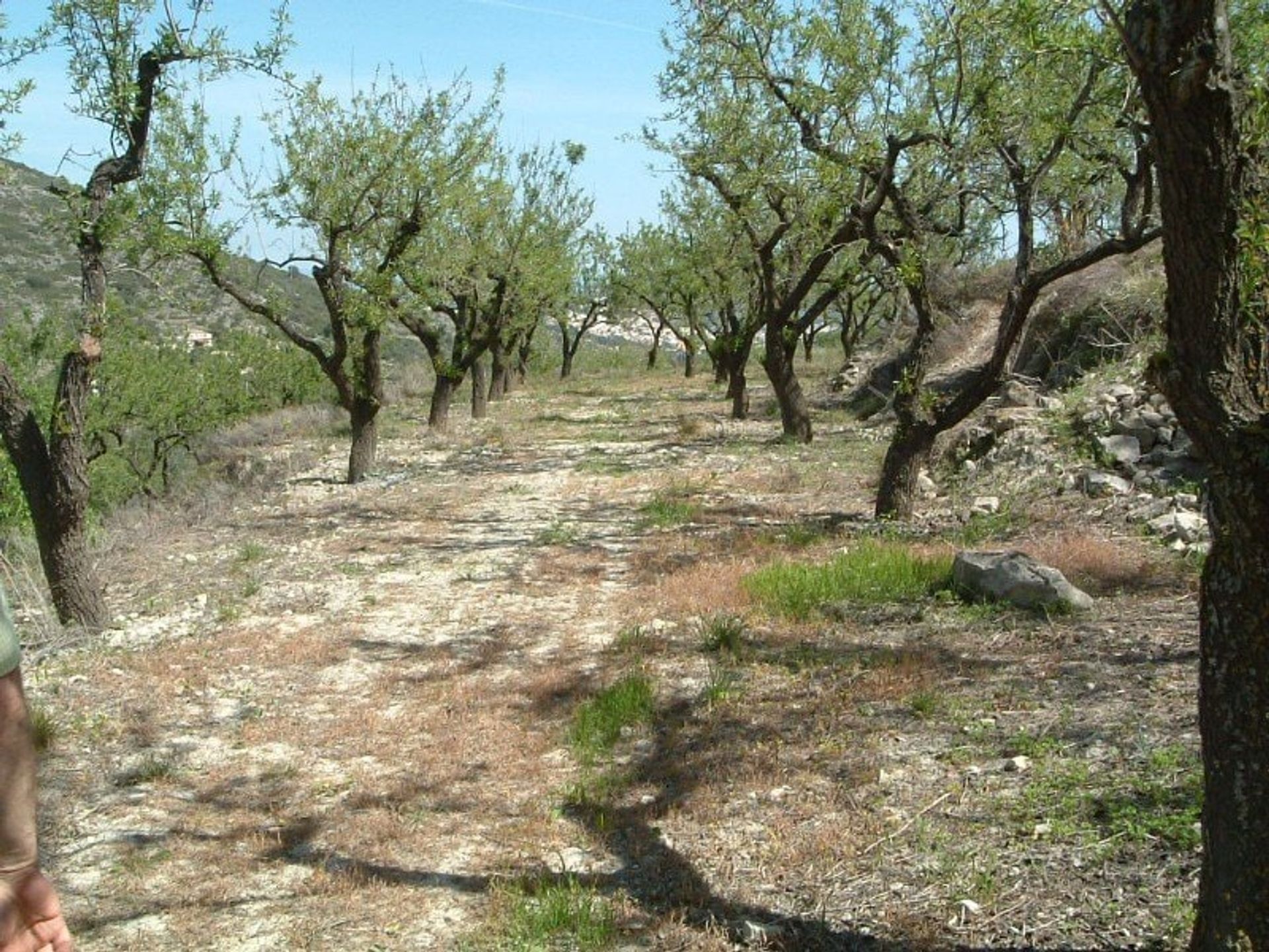 Terra no Lliber, Valência 10971260