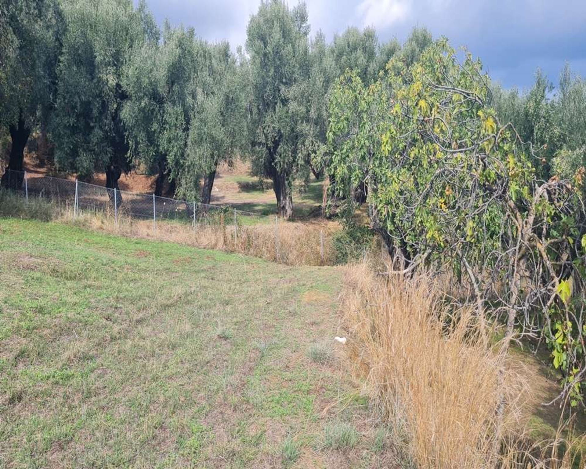 Land in Zakinthos,  10991554