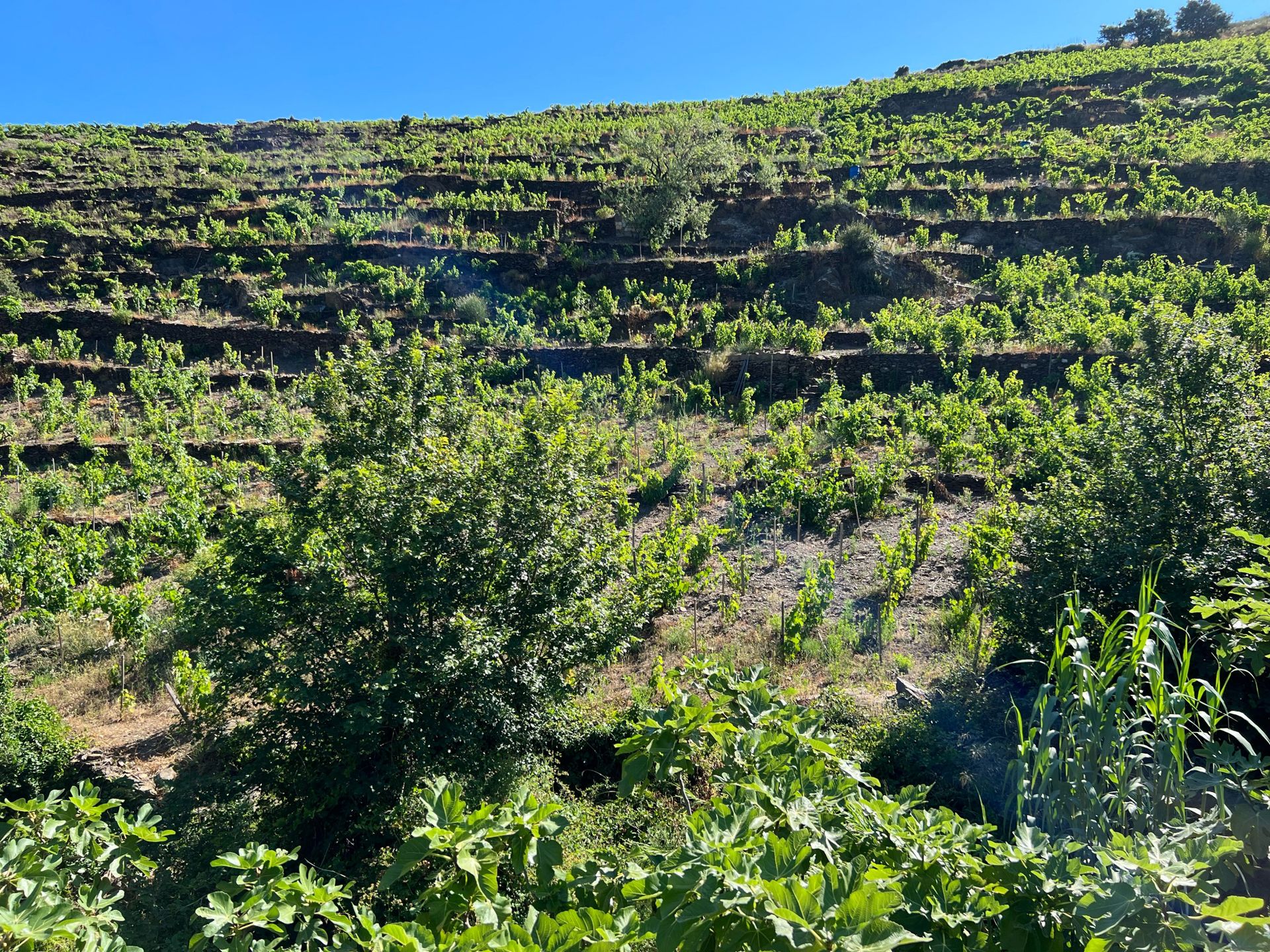 Talo sisään Collioure, Occitanie 10998021