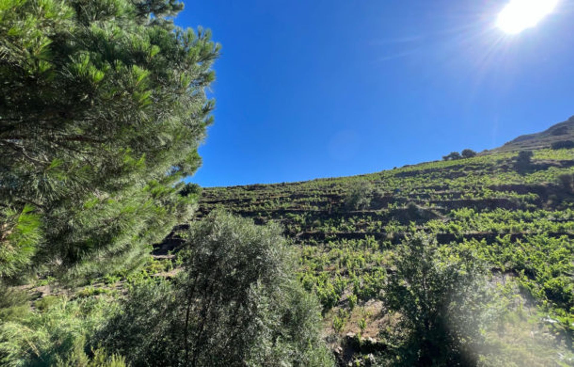 Talo sisään Collioure, Occitanie 10998021