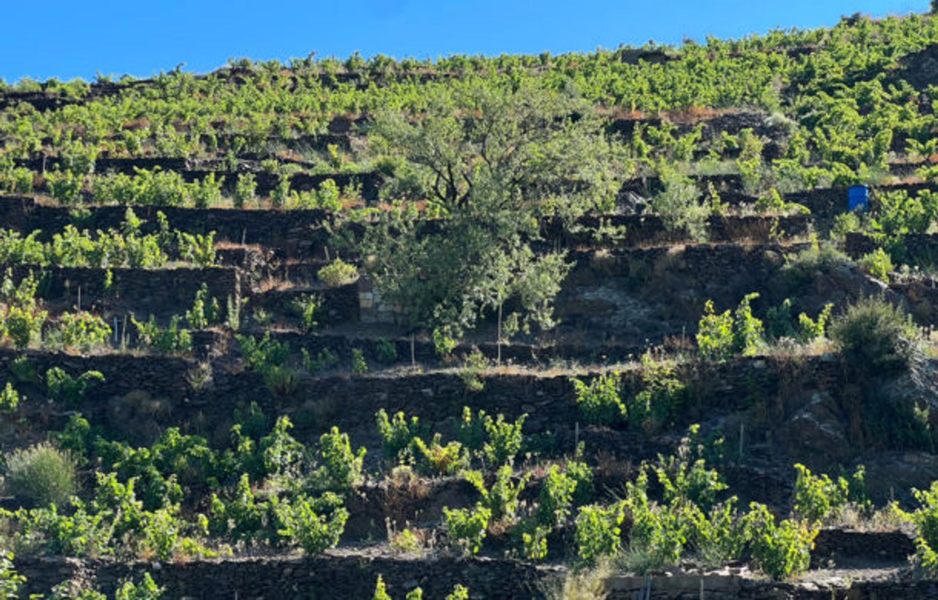 Haus im Collioure, Okzitanien 10998021