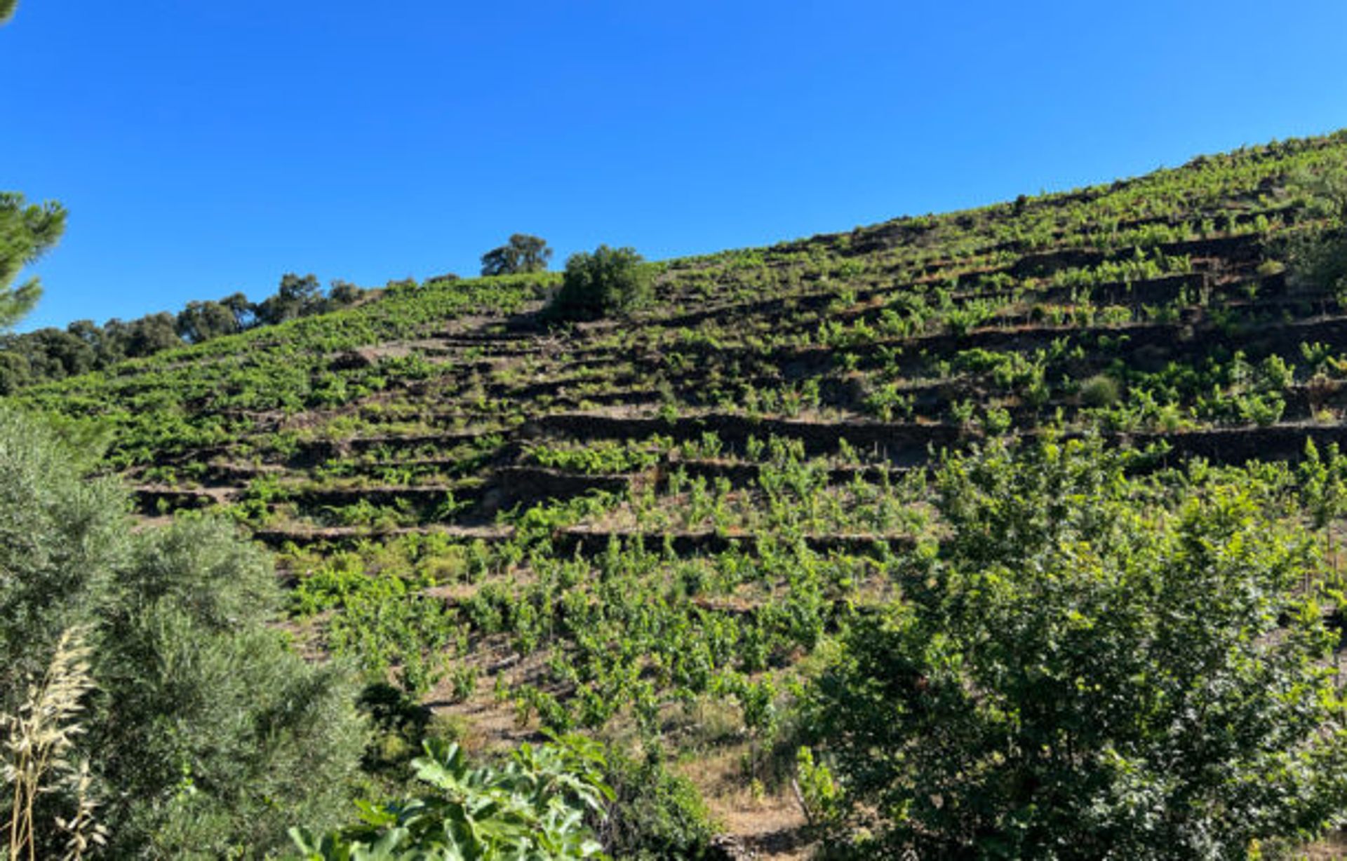 Hus i Collioure, Occitanie 10998021